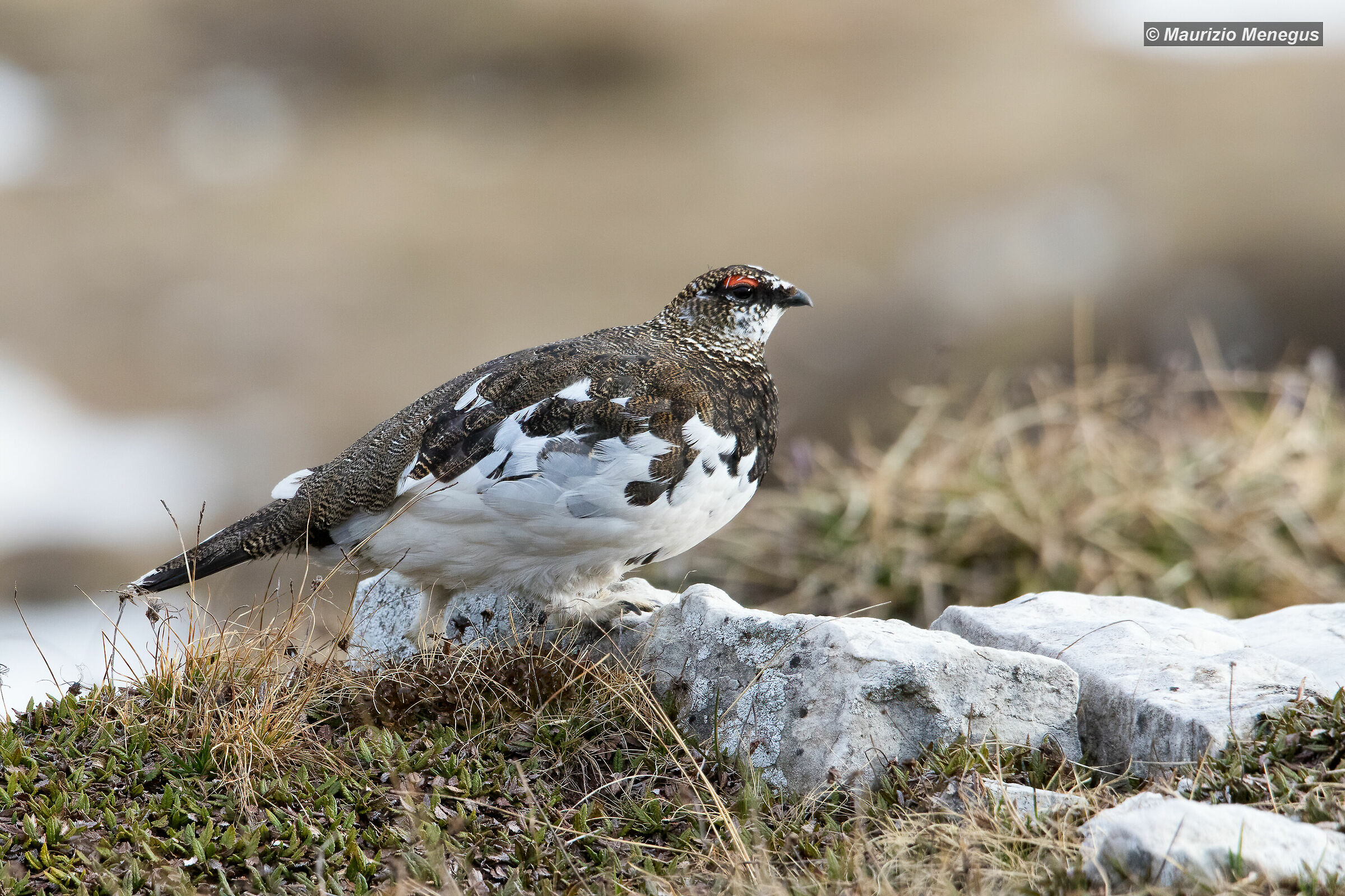 Pernice bianca maschio - muta primaverile