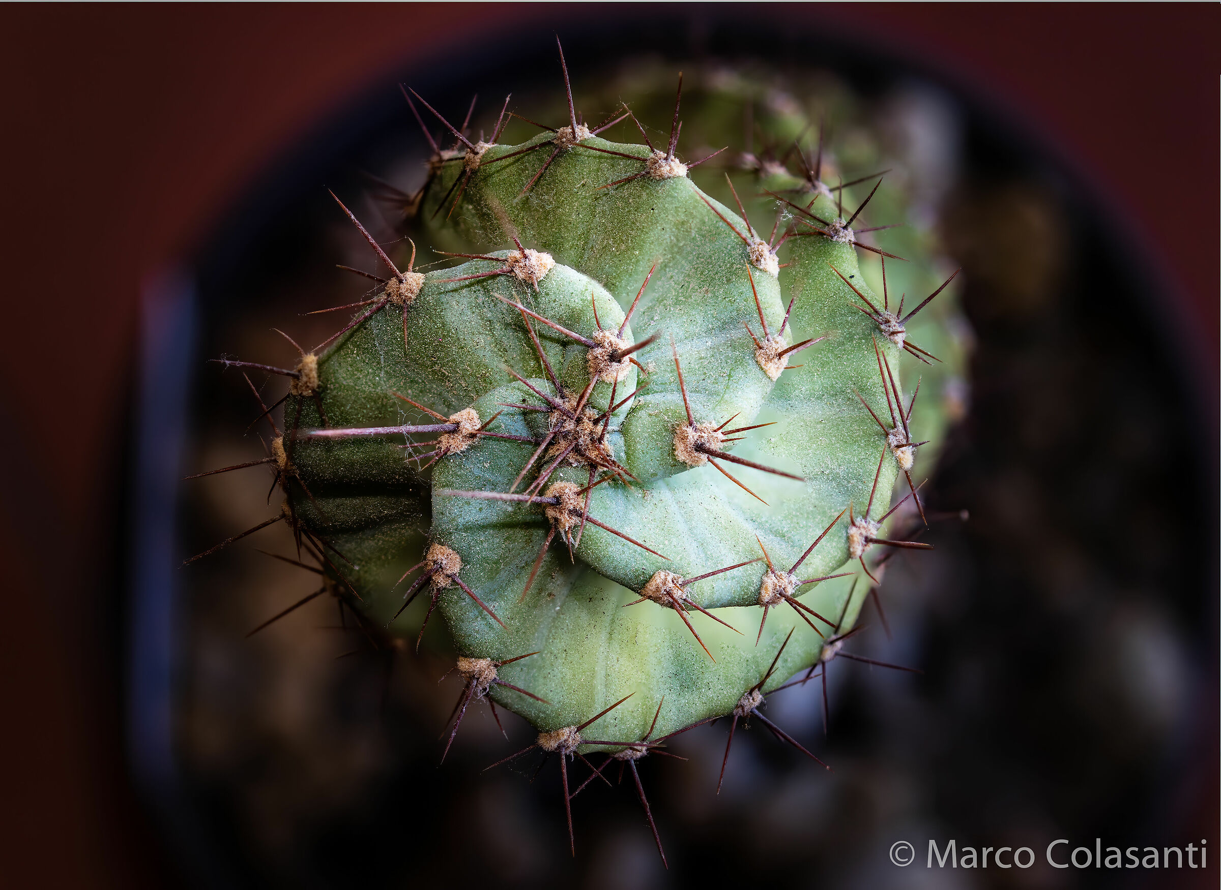 Cereus forbesii spiralis