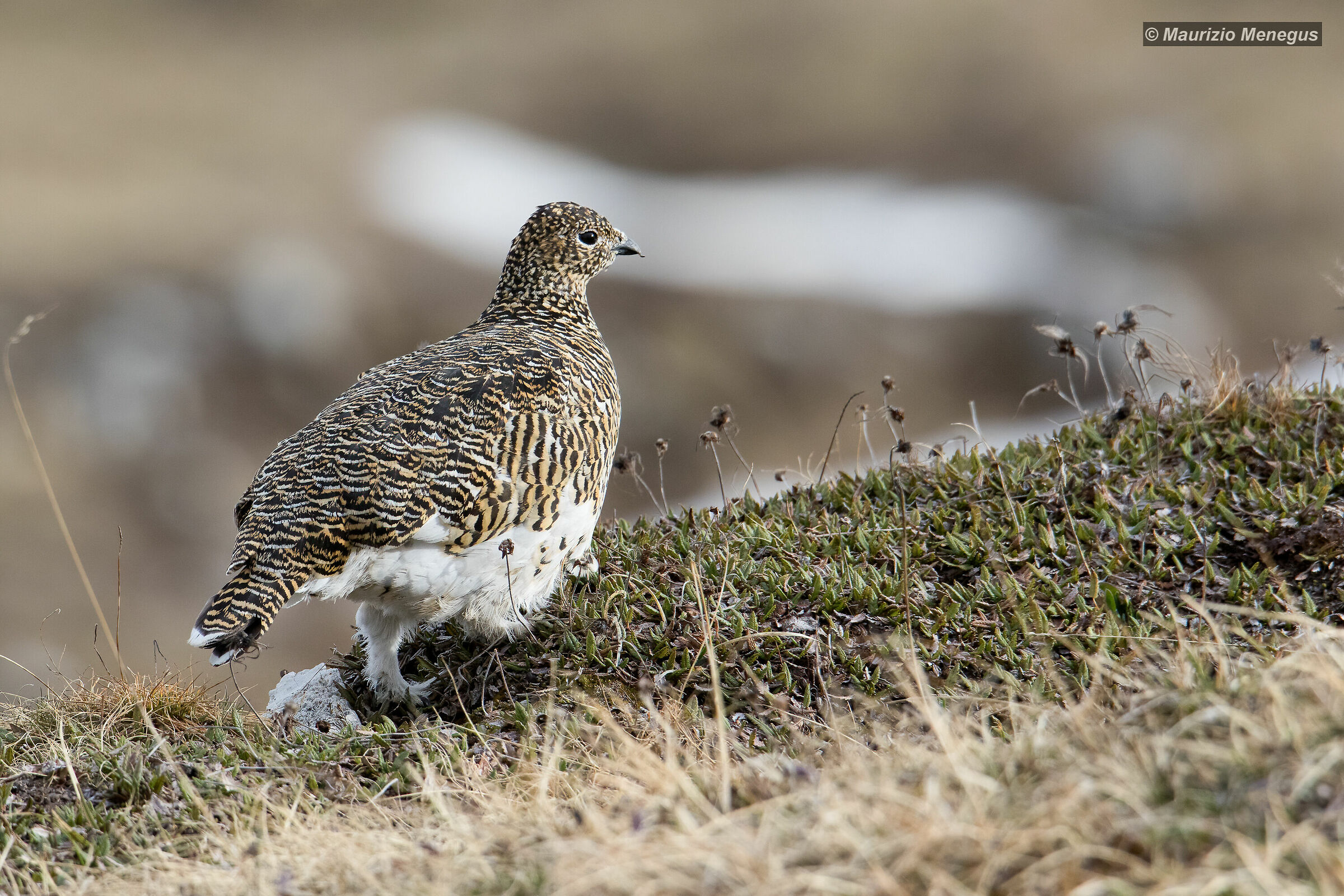Pernice bianca femmina - muta primaverile