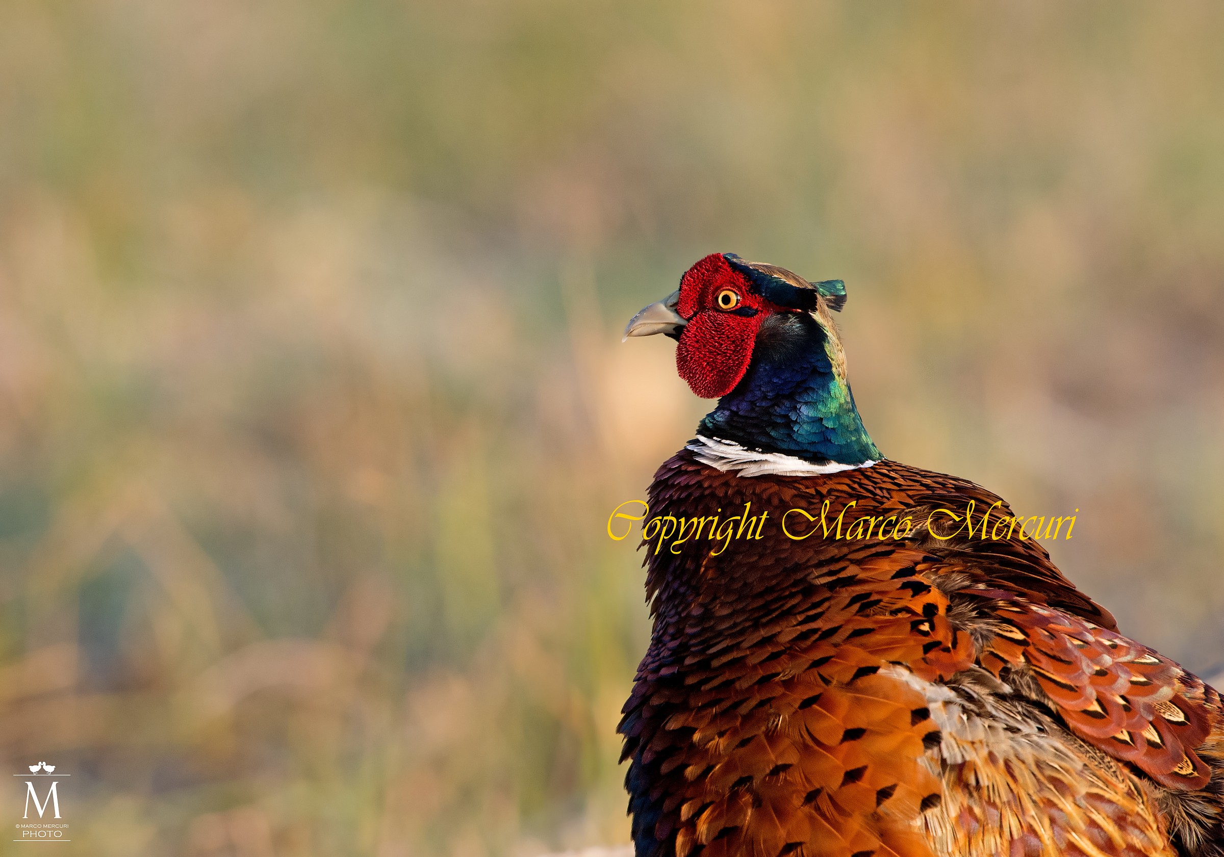 Portrait of Male Pheasant