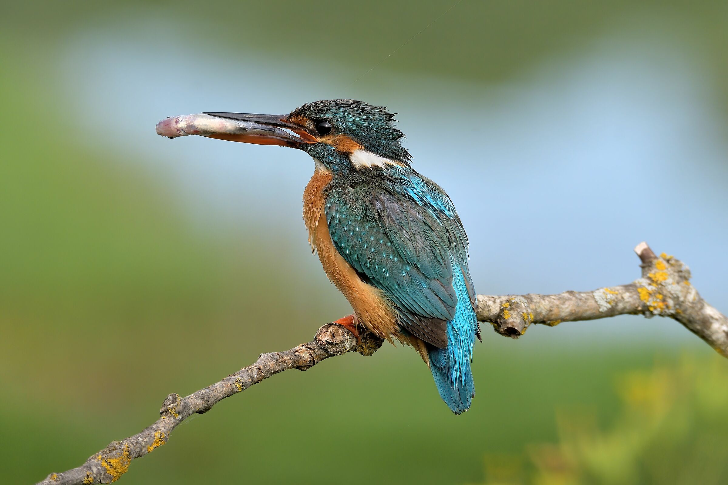 Kingfisher