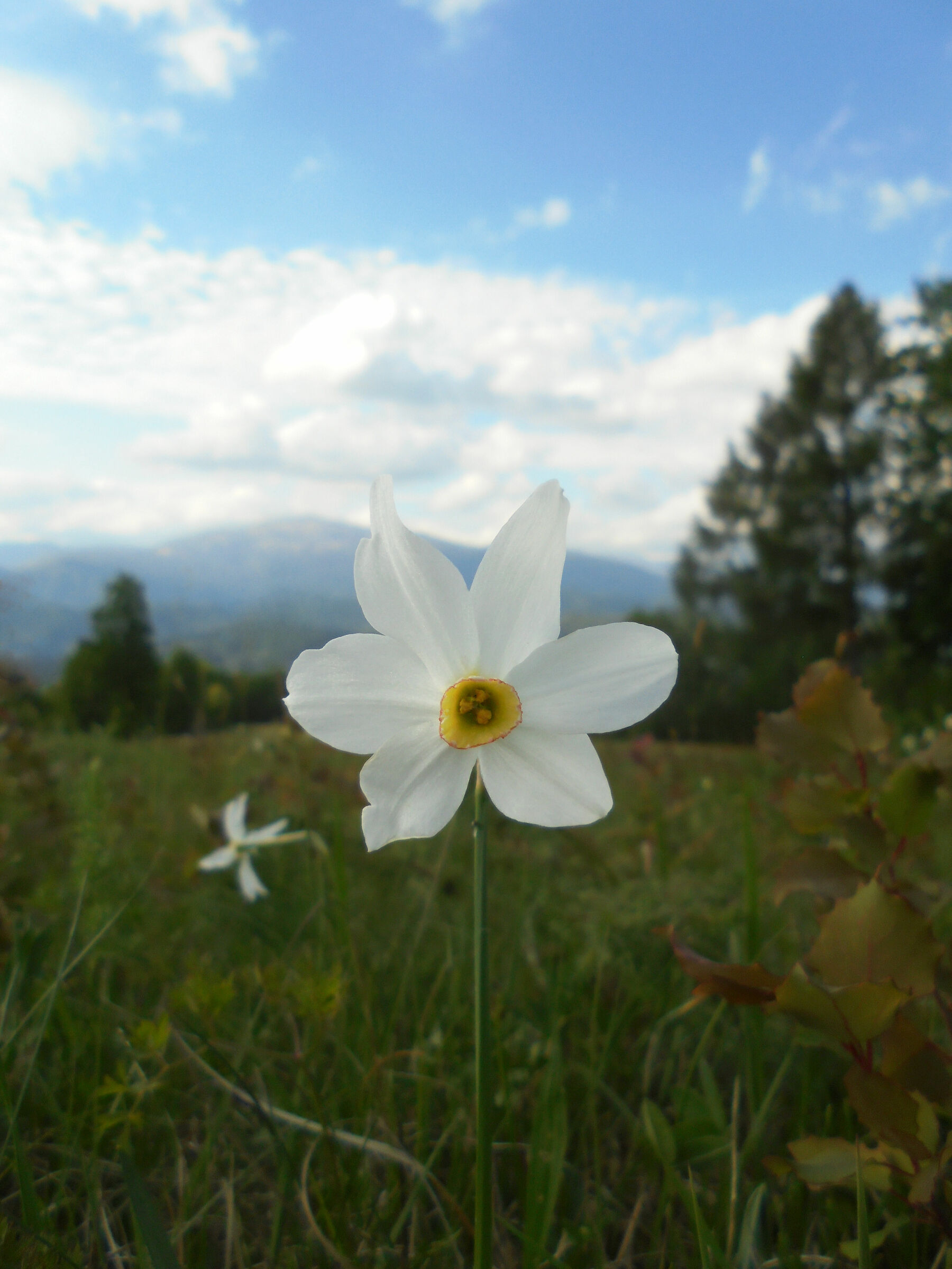 Daffodils behind Castelmonte