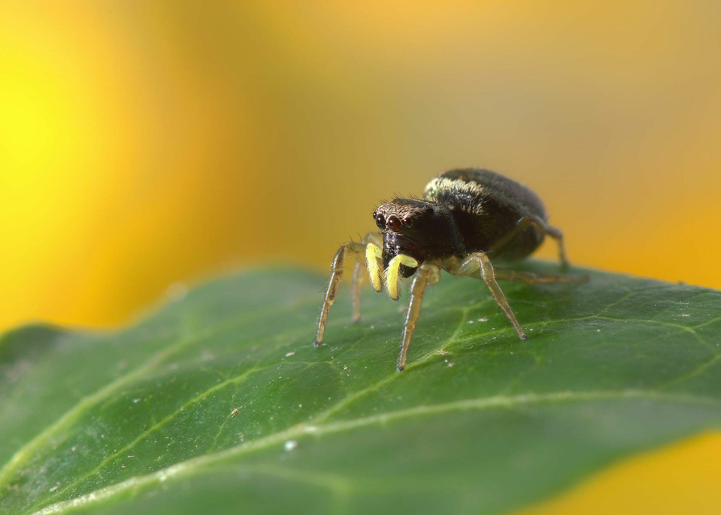 Salticidae