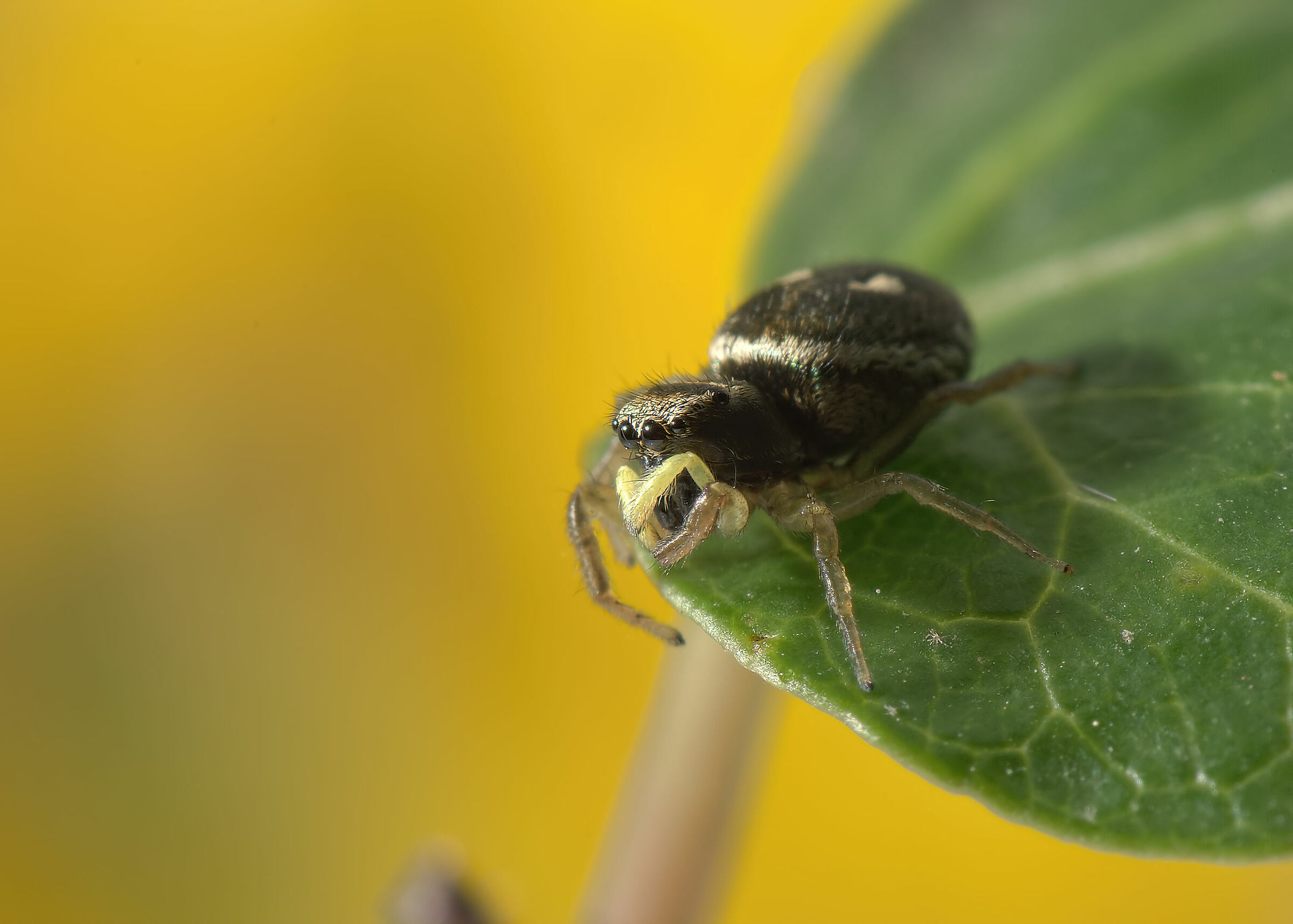 Salticidae
