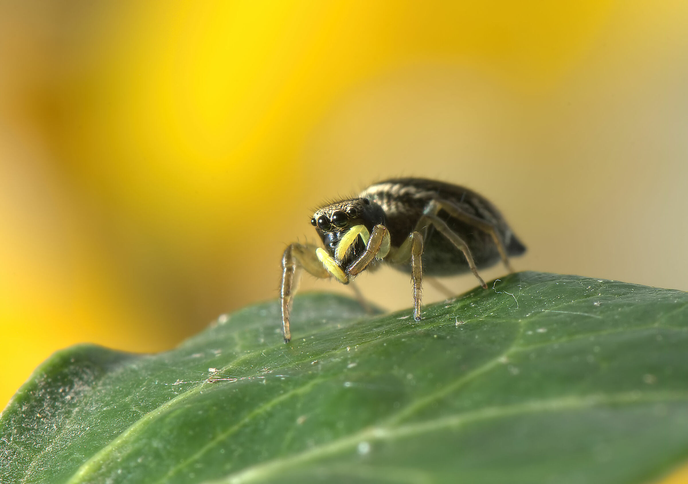 Salticidae