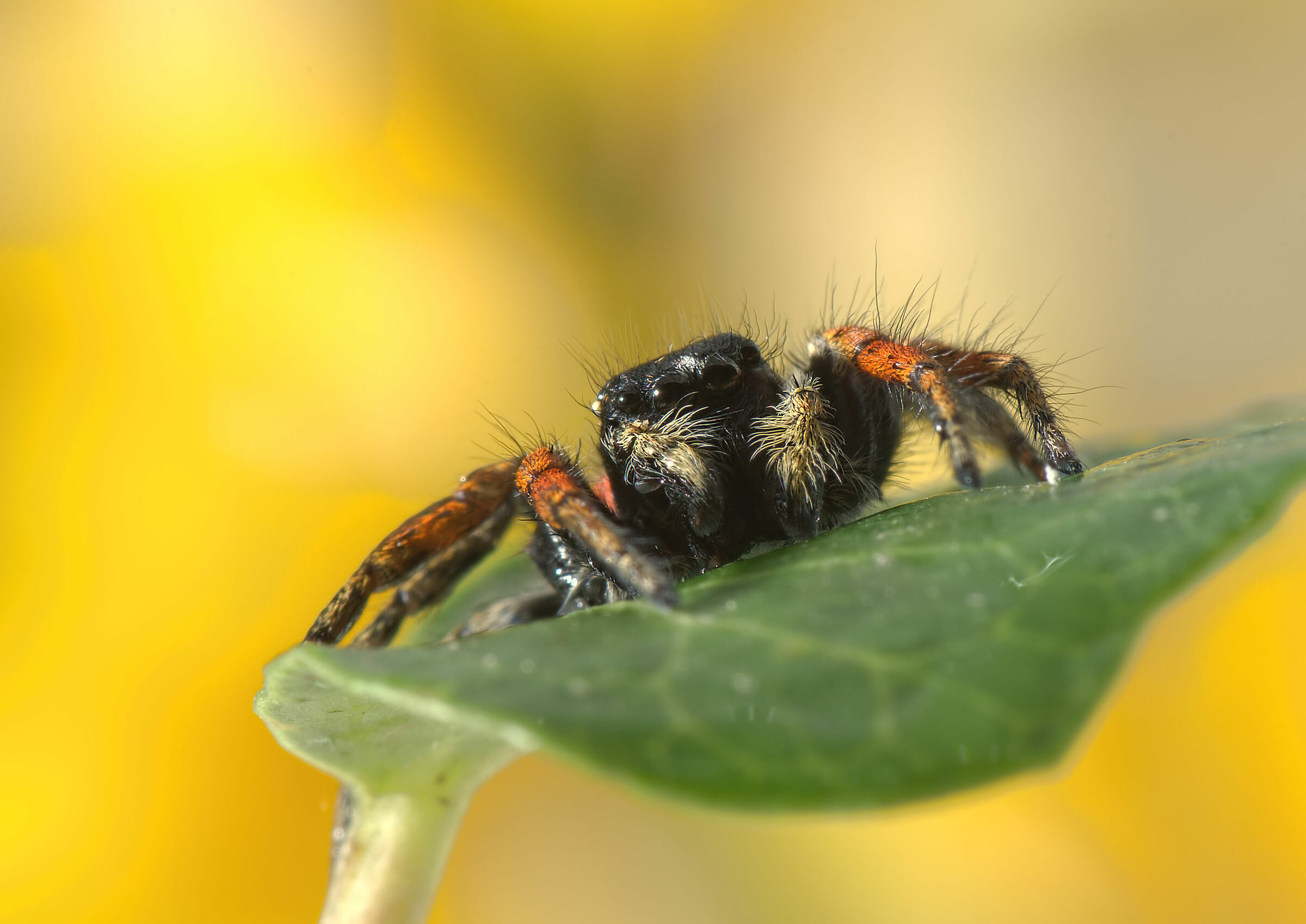 Salticidae
