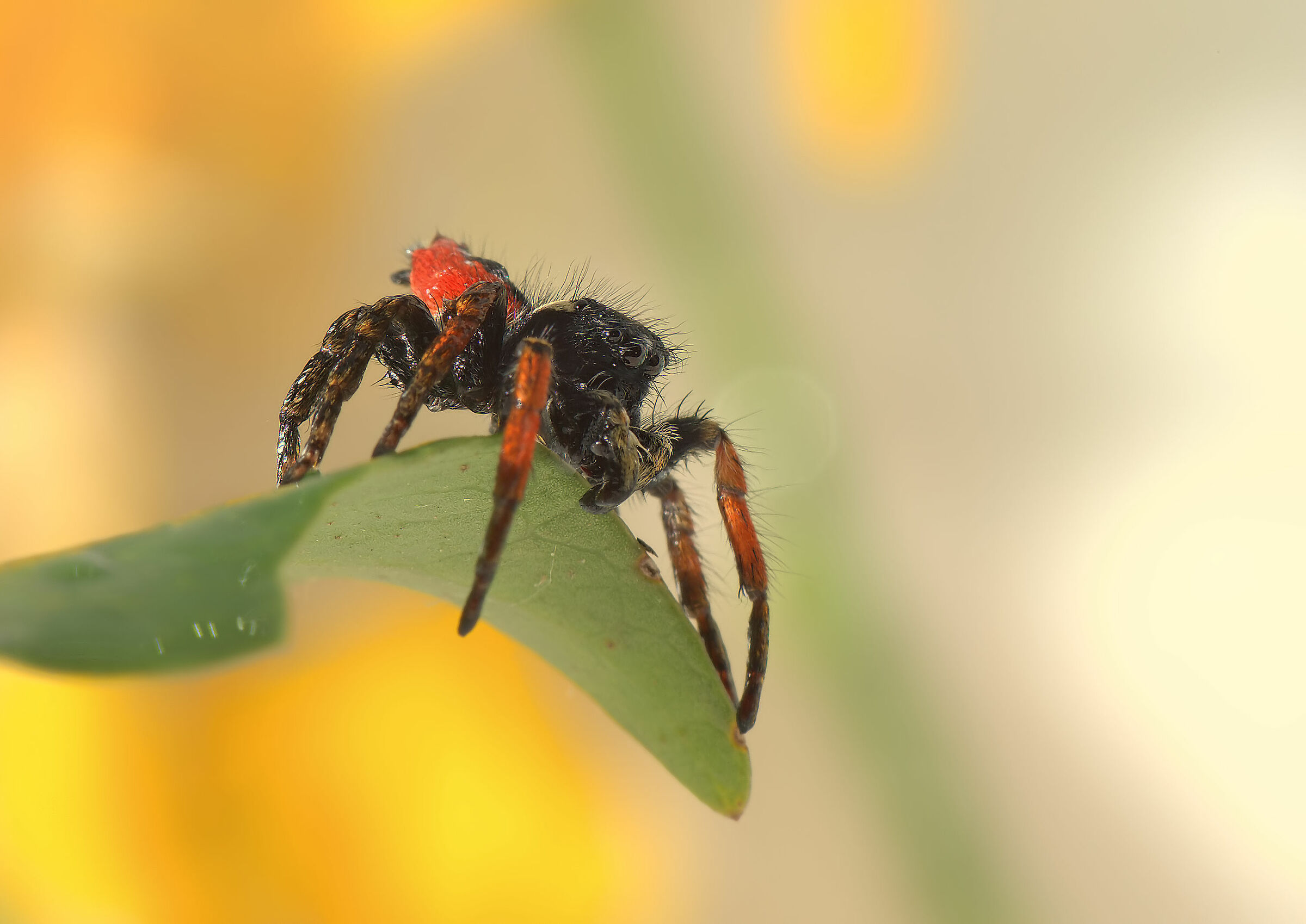 Salticidae