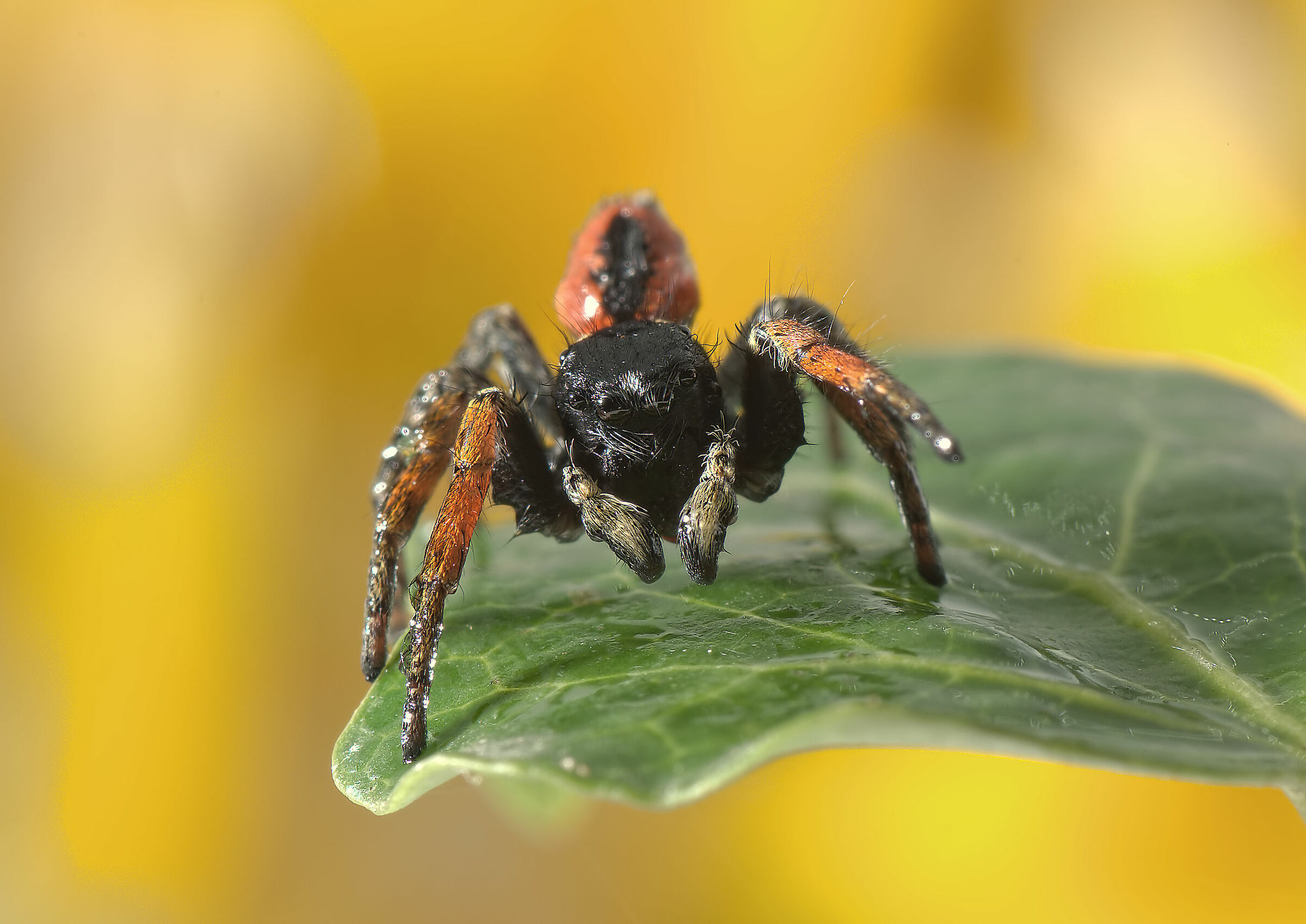 Salticidae