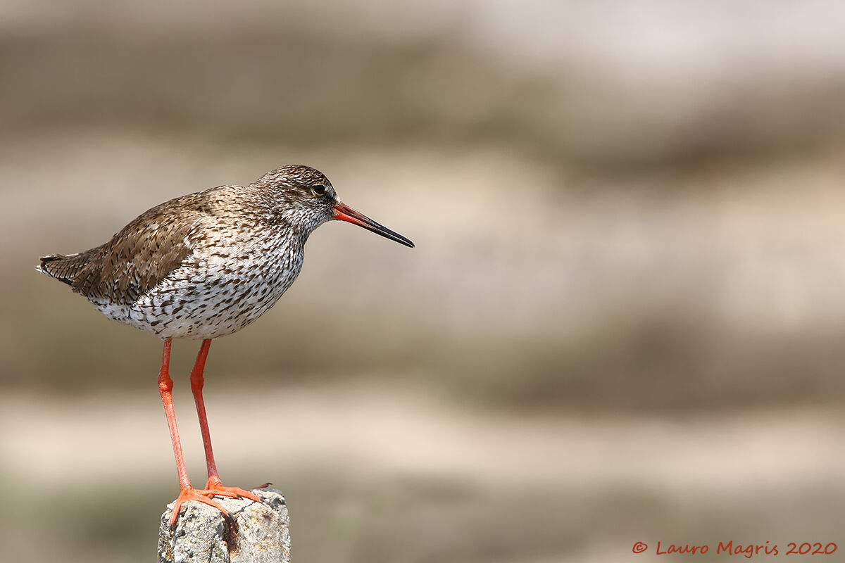 Pettegolla silenziosa