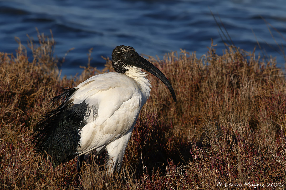 Sacred Ibis in a coffin