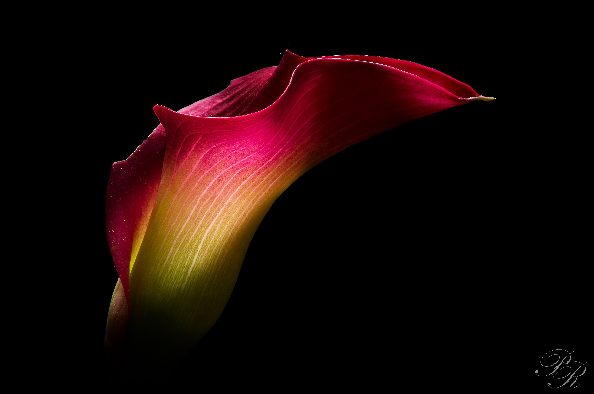 Calla 2