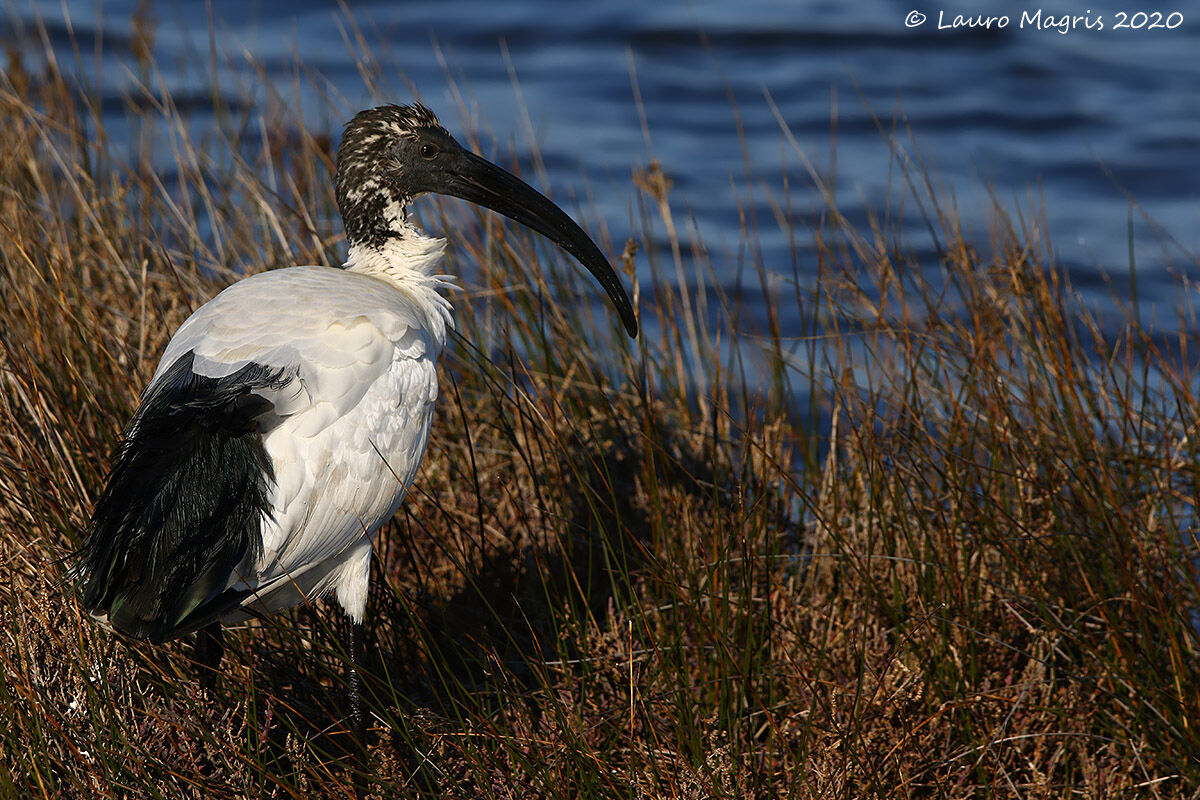 Sacred Ibis
