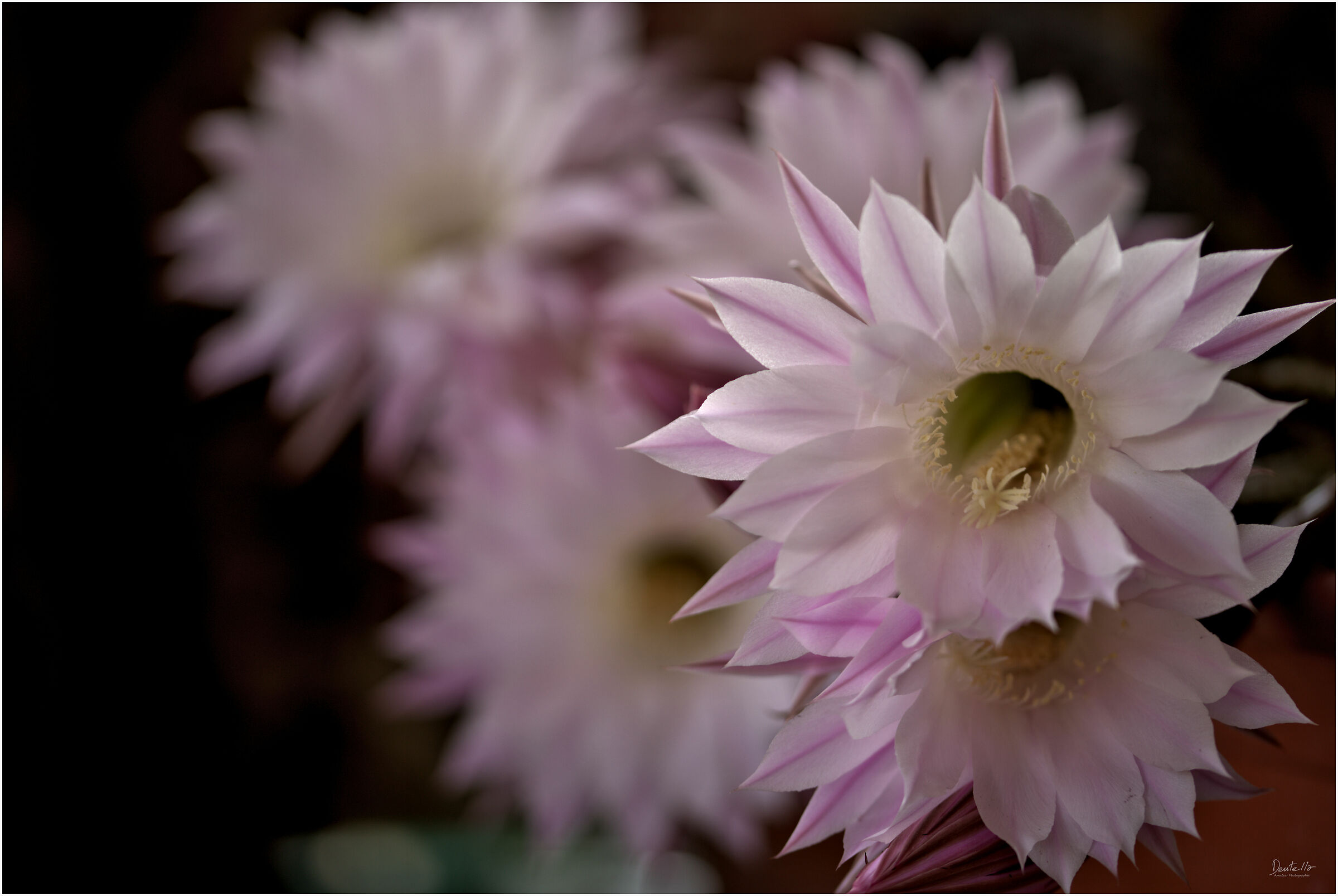 Echinopsis, New