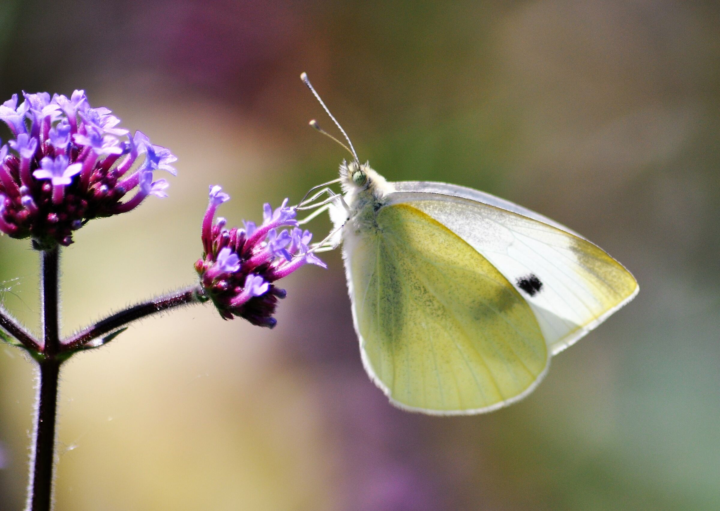 butterfly in the wild