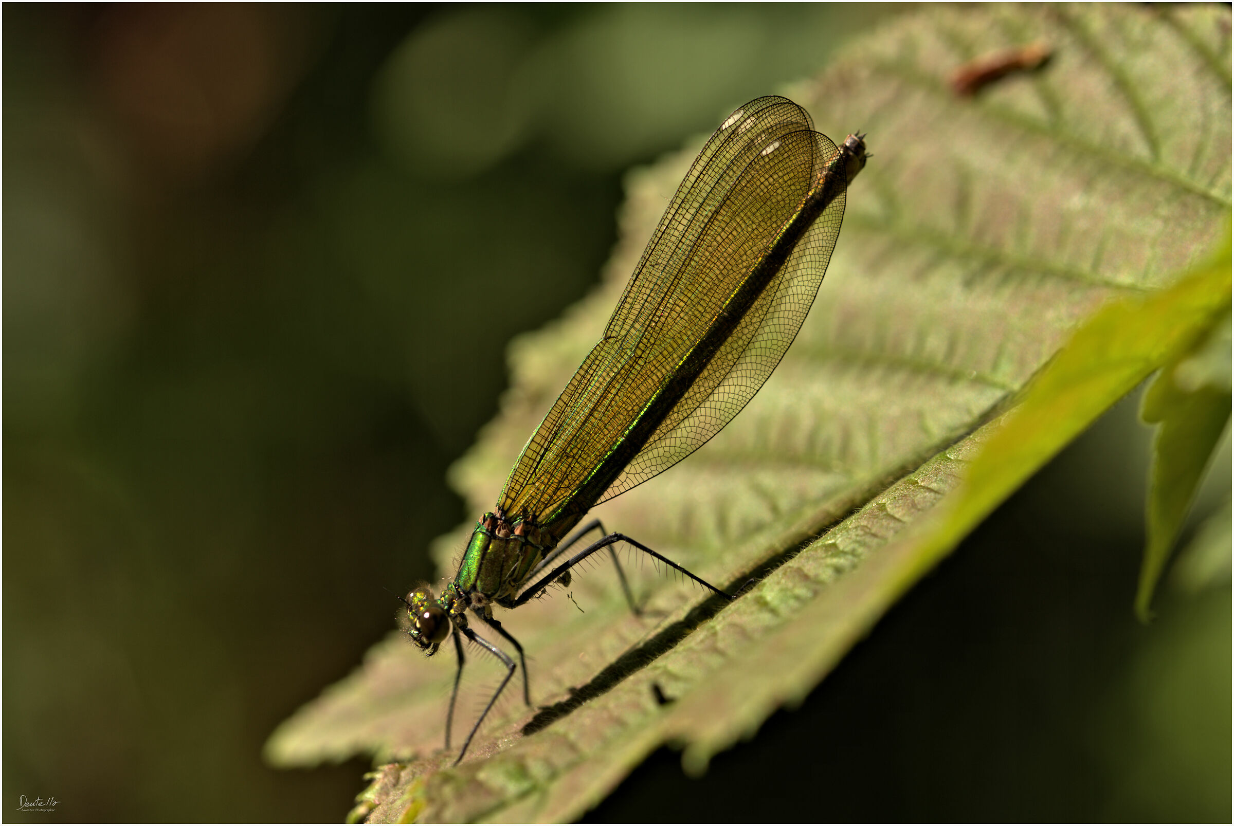 Dragonfly