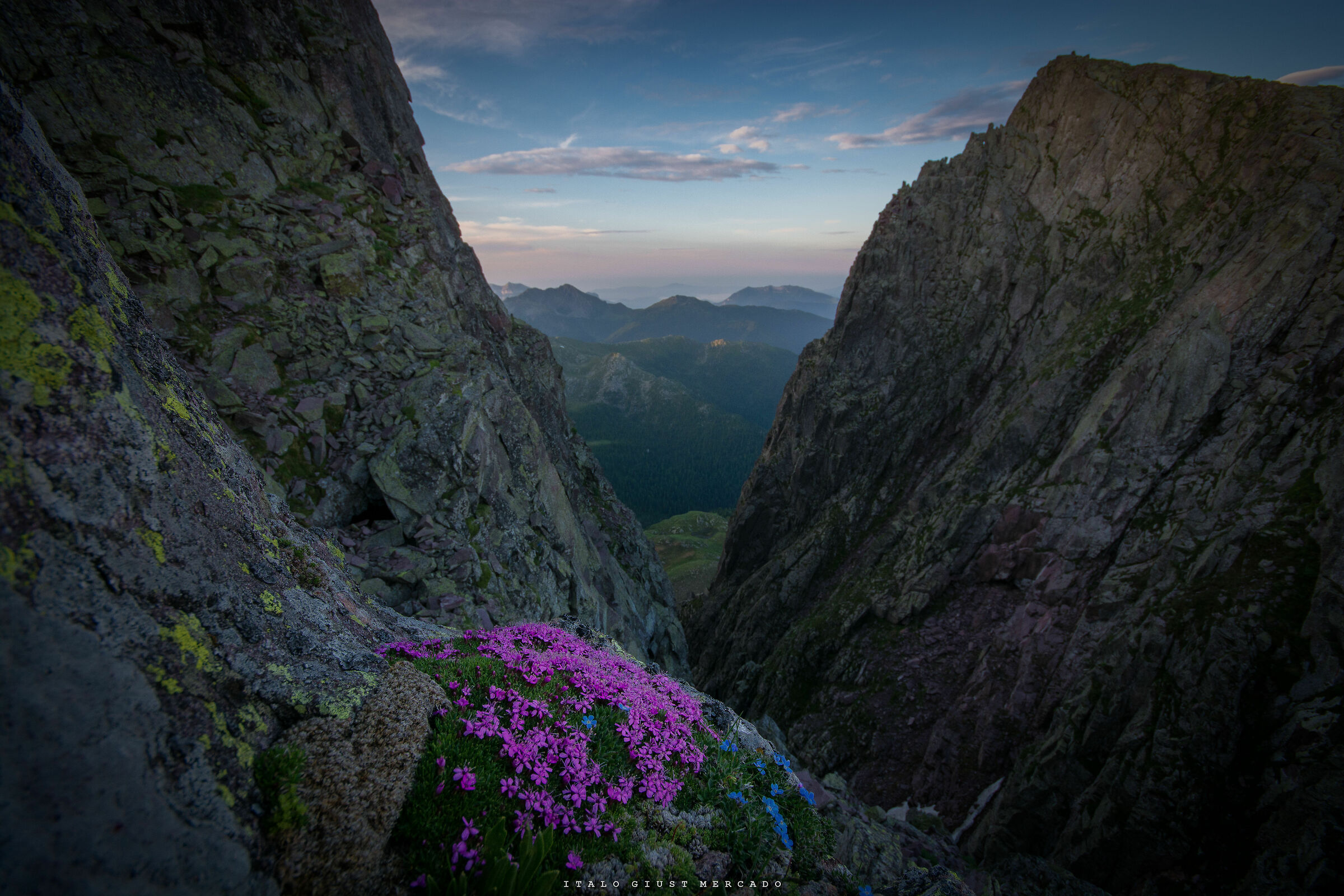 Overhanging flowers