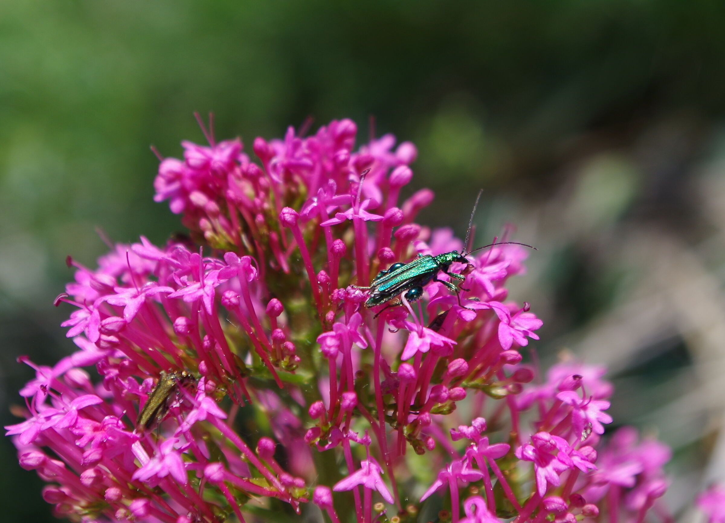flowers and insects