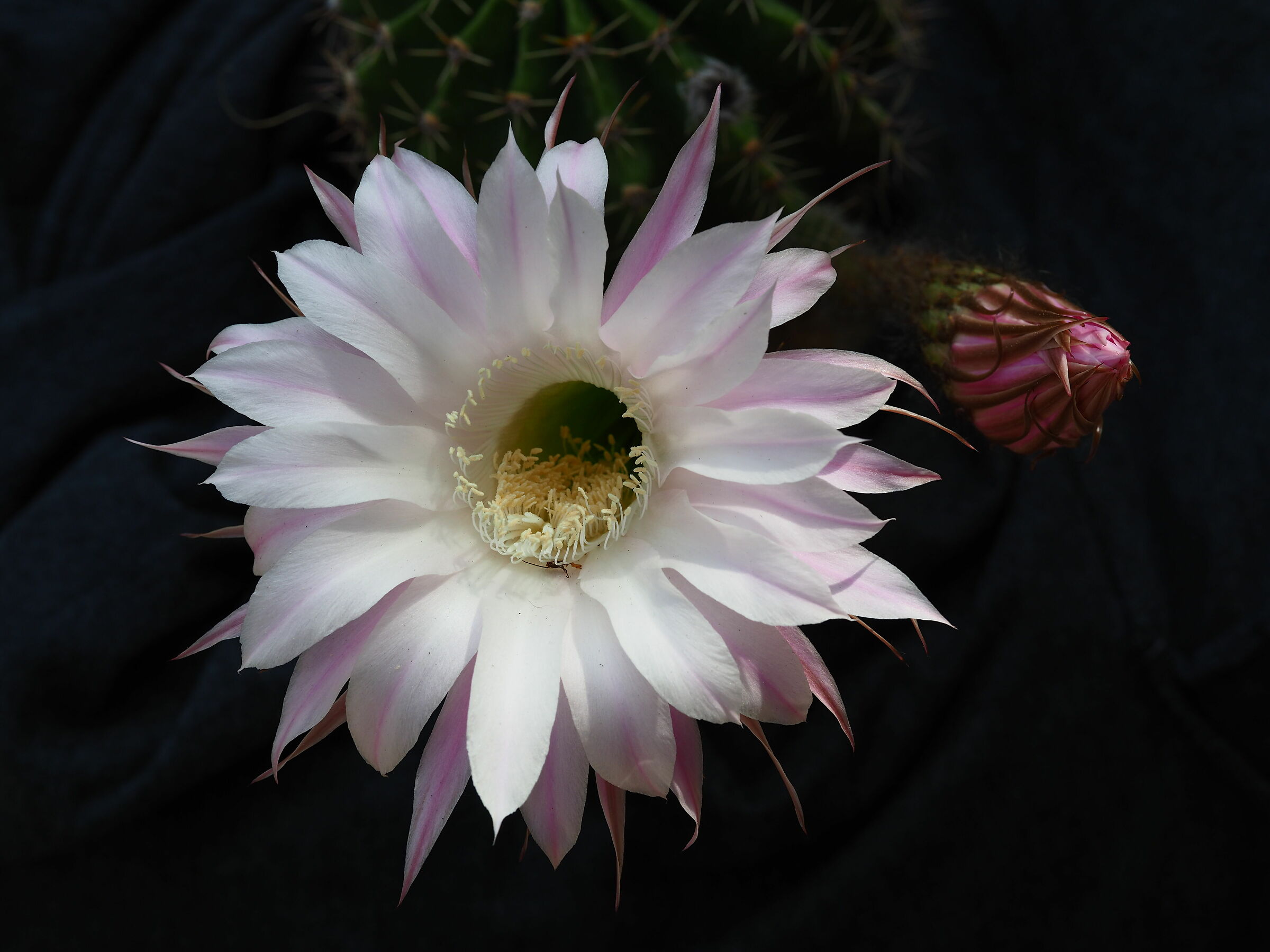 La meraviglia di sbocciare una volta l anno