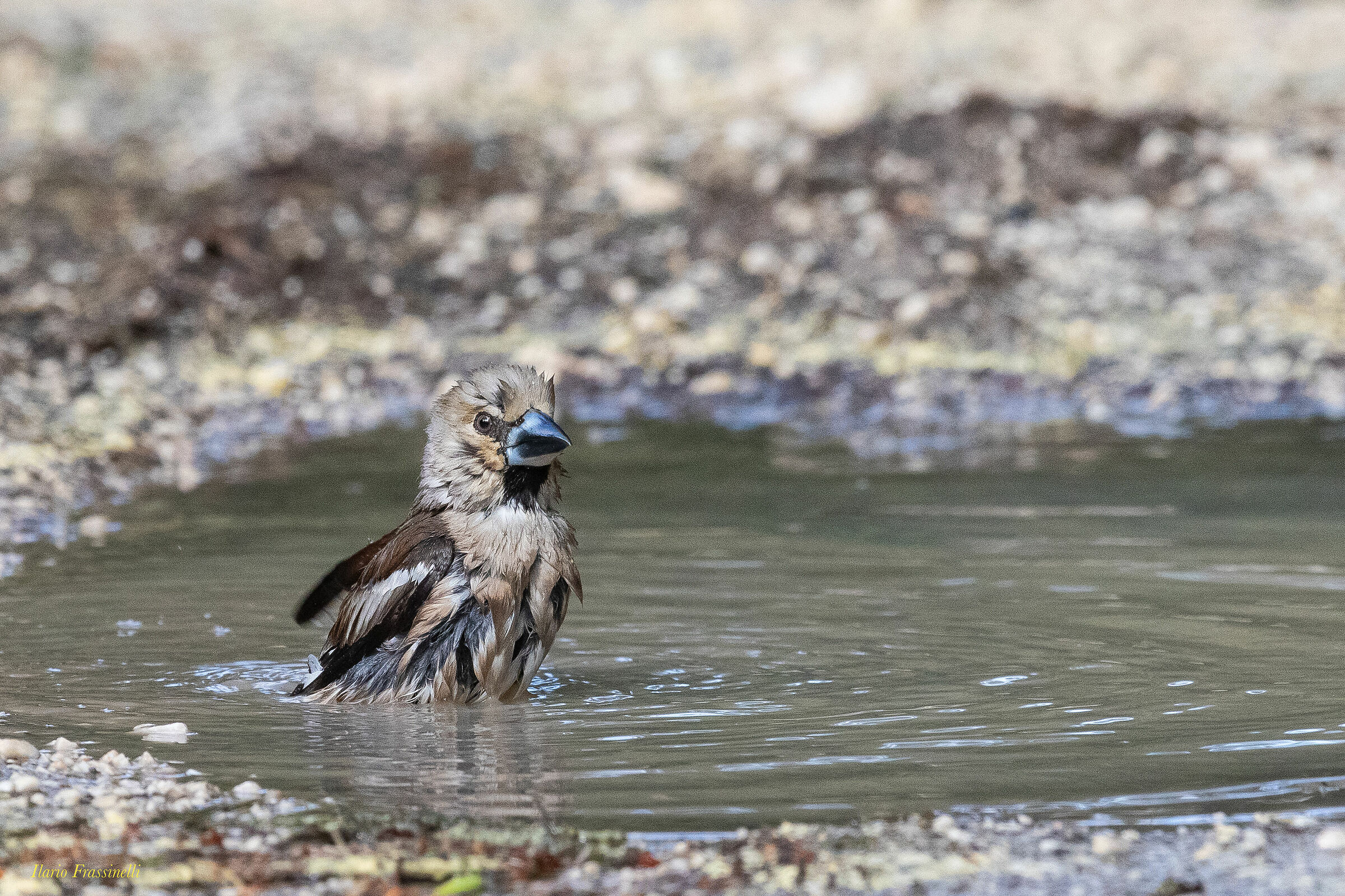 Young frosone in the pool