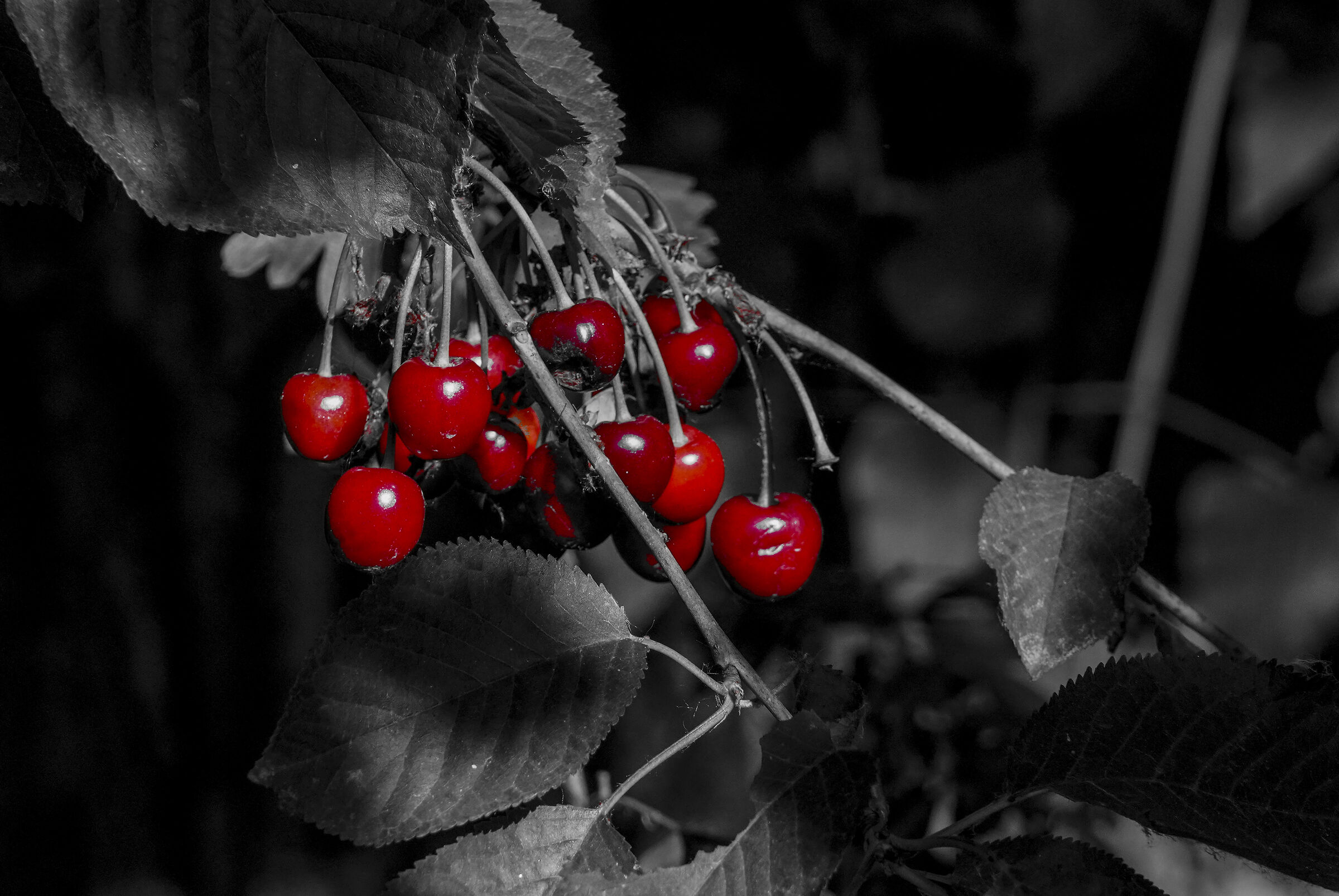 Cherry red