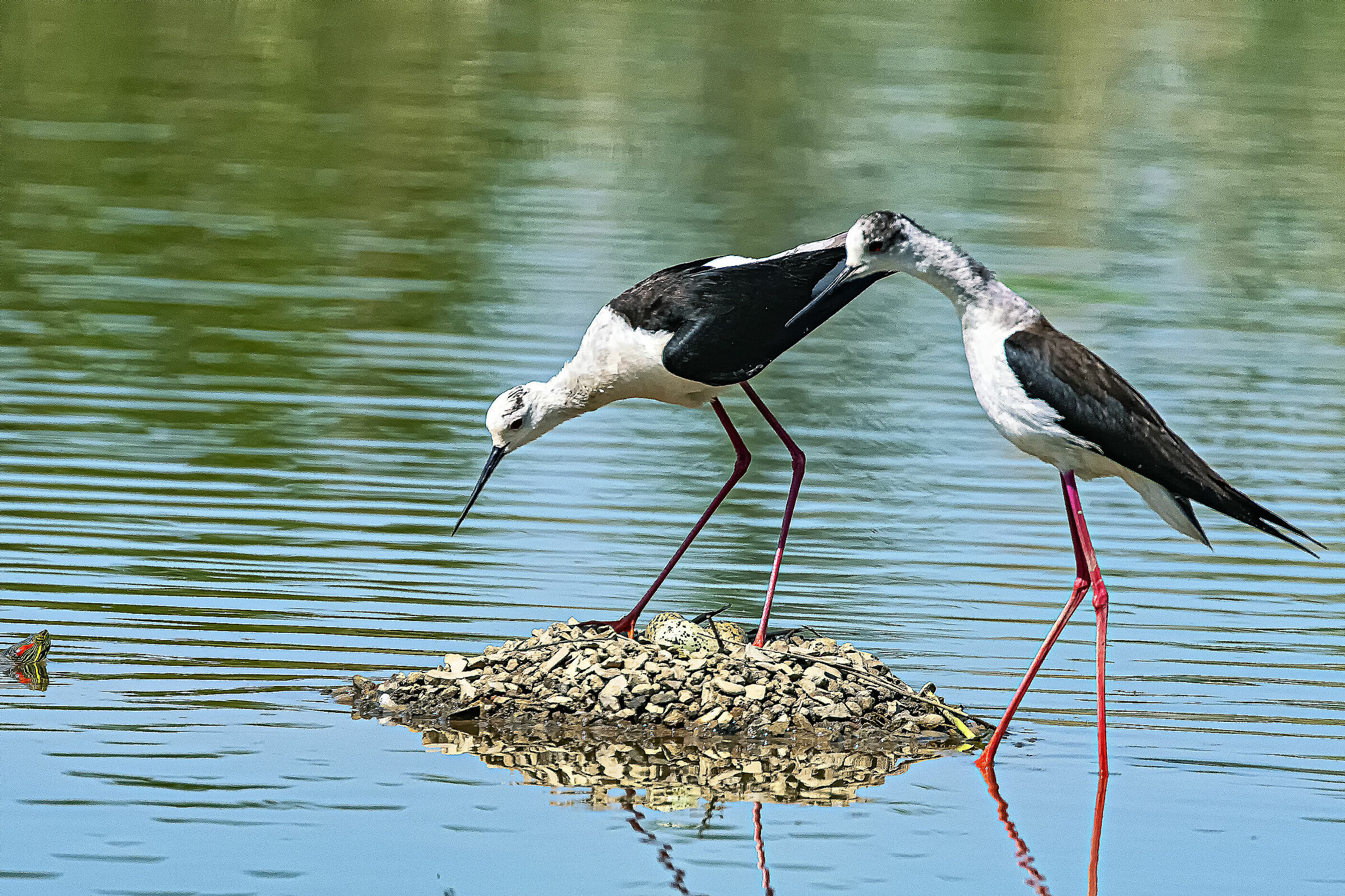 Nursery alert! Raiders Attack