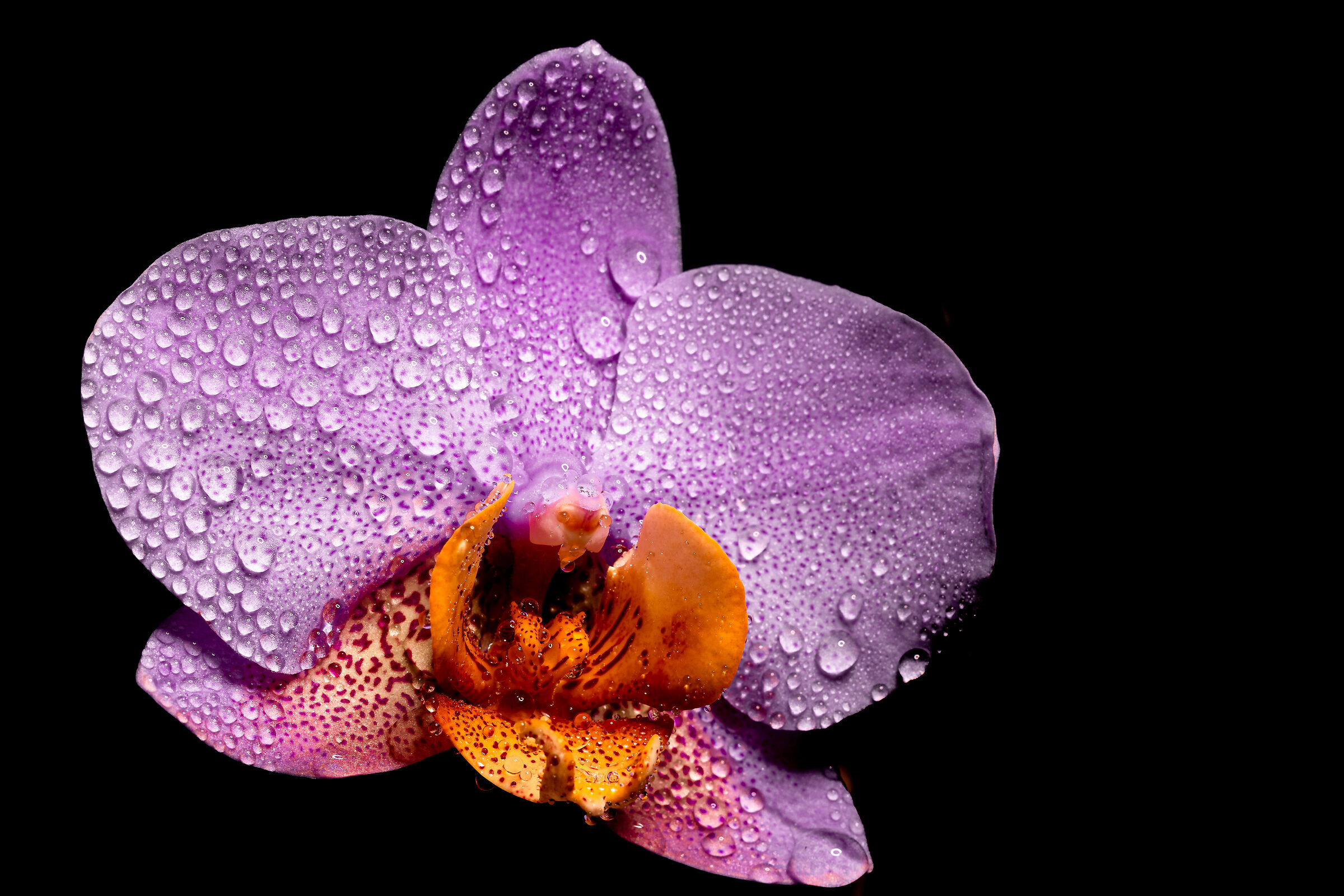 Whole Orchid