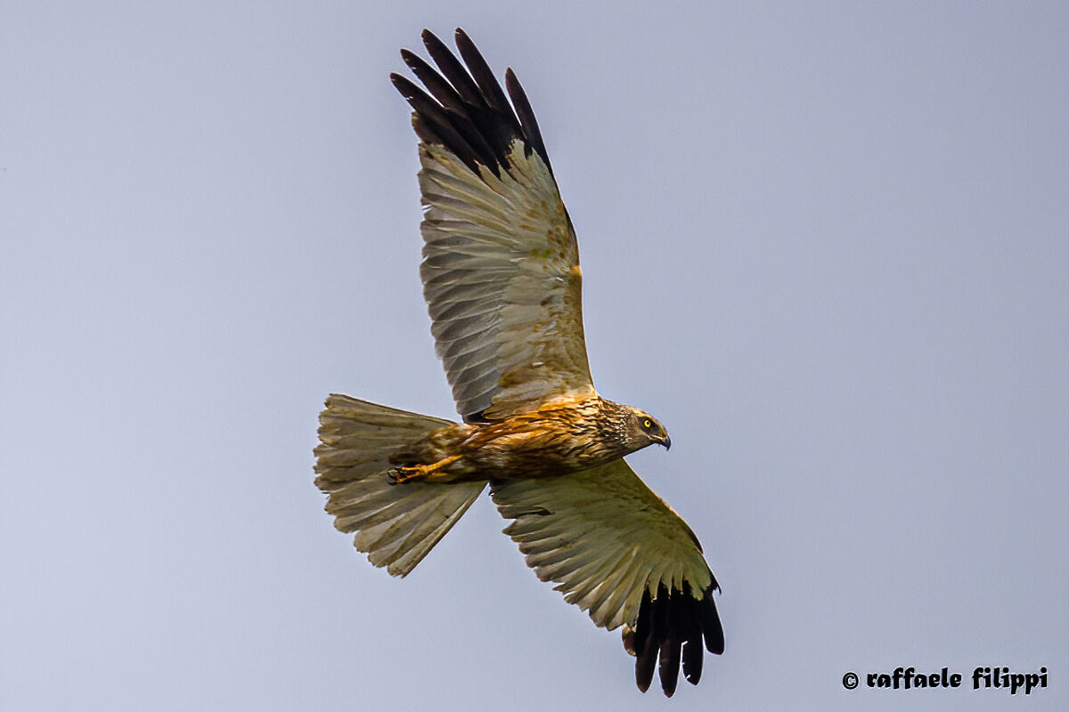 Falco di palude