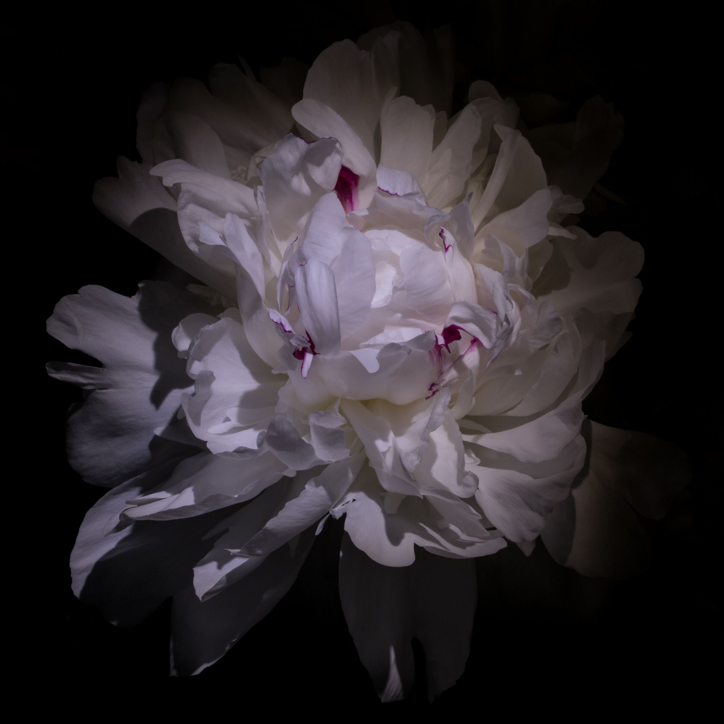 Peony