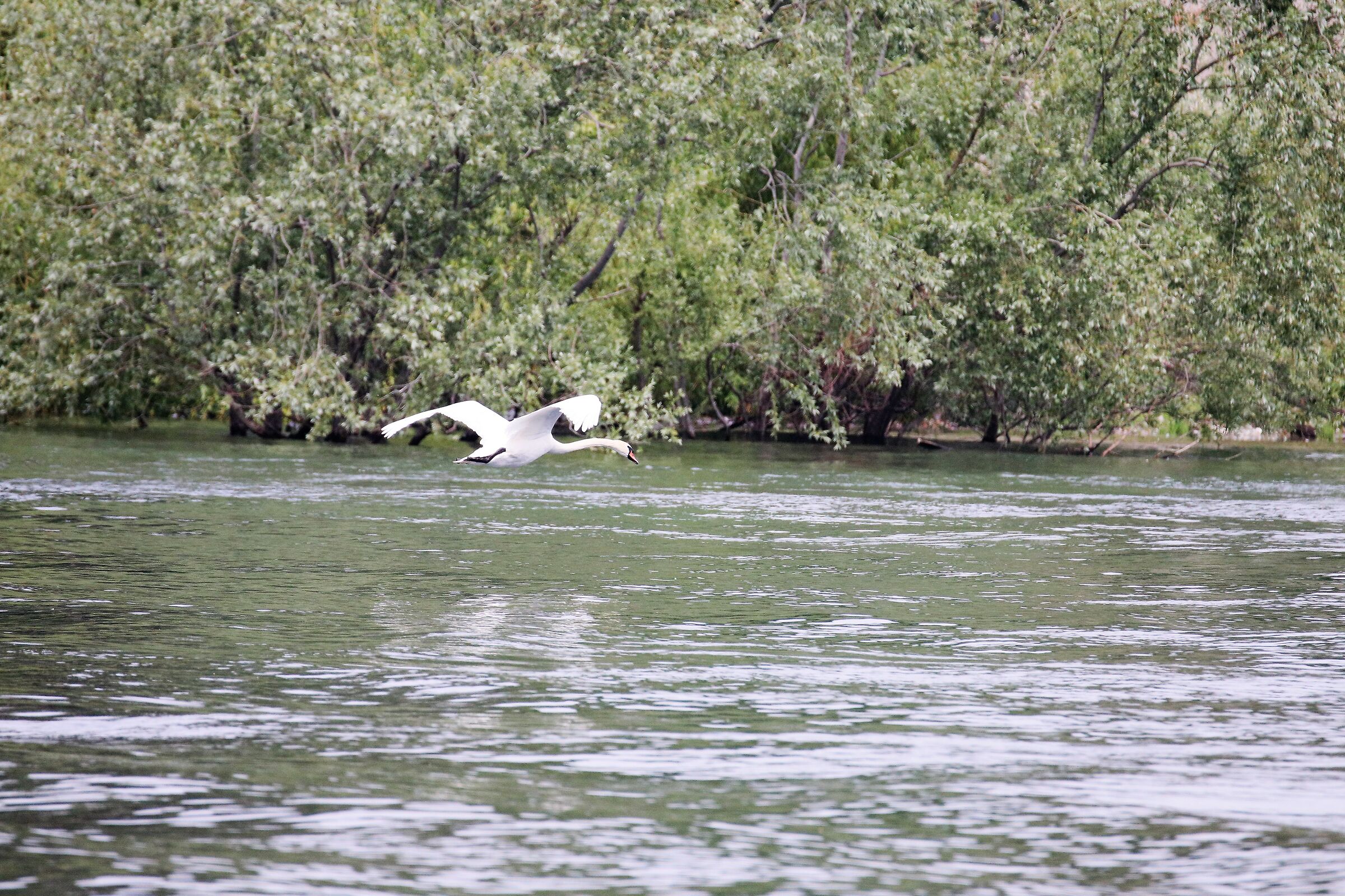 flying over the Adda River