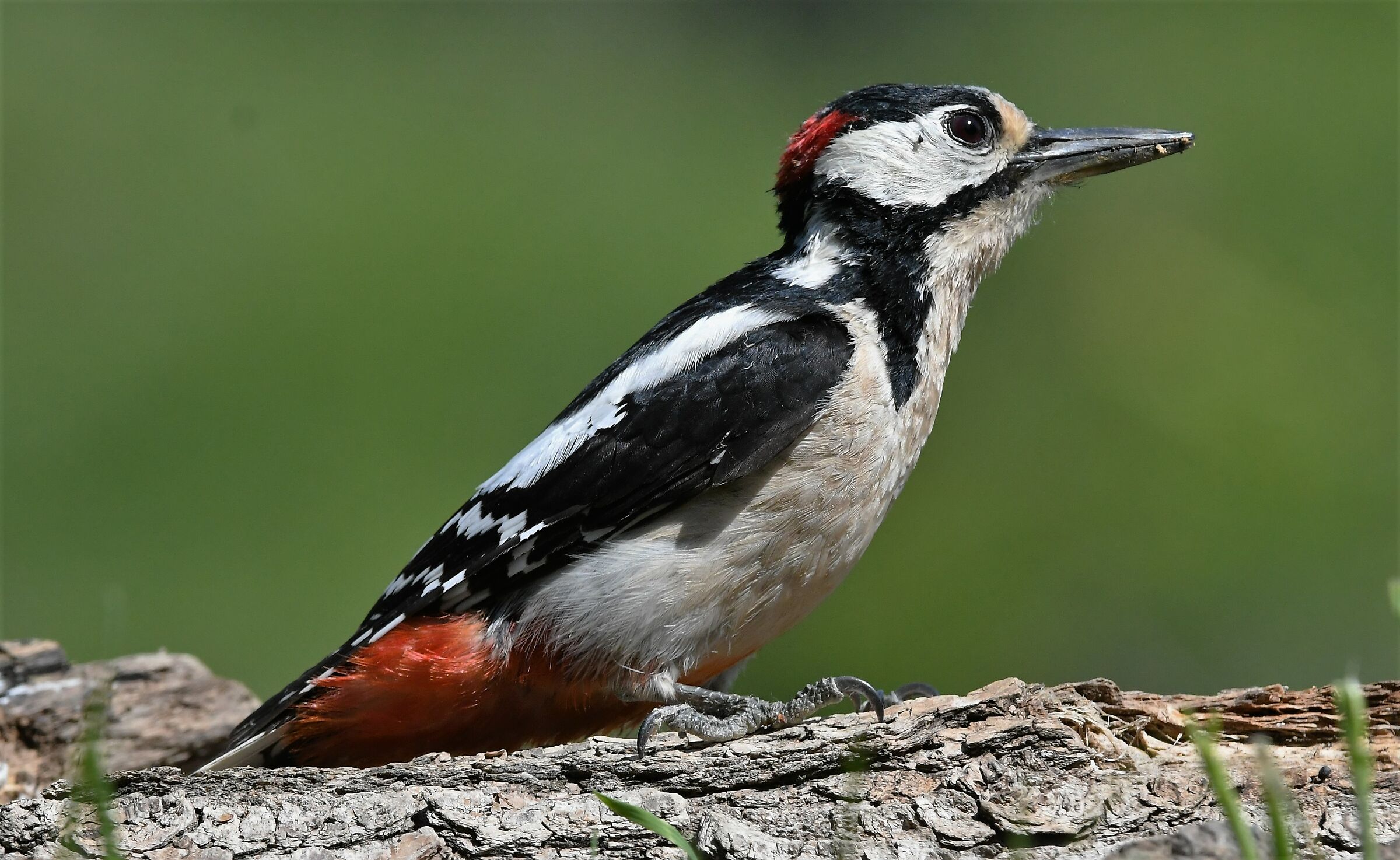 Red woodpecker