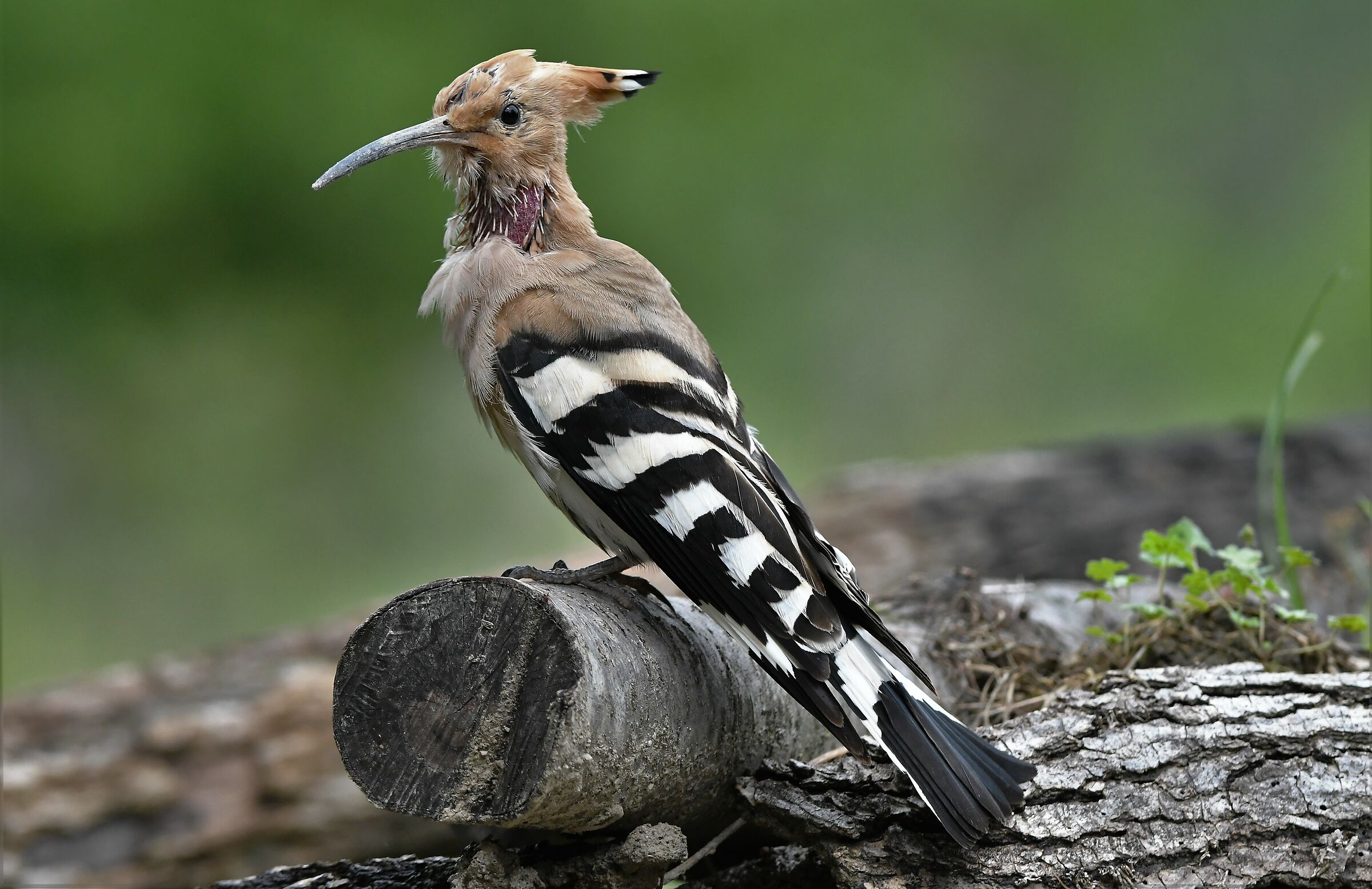 Hoopoe