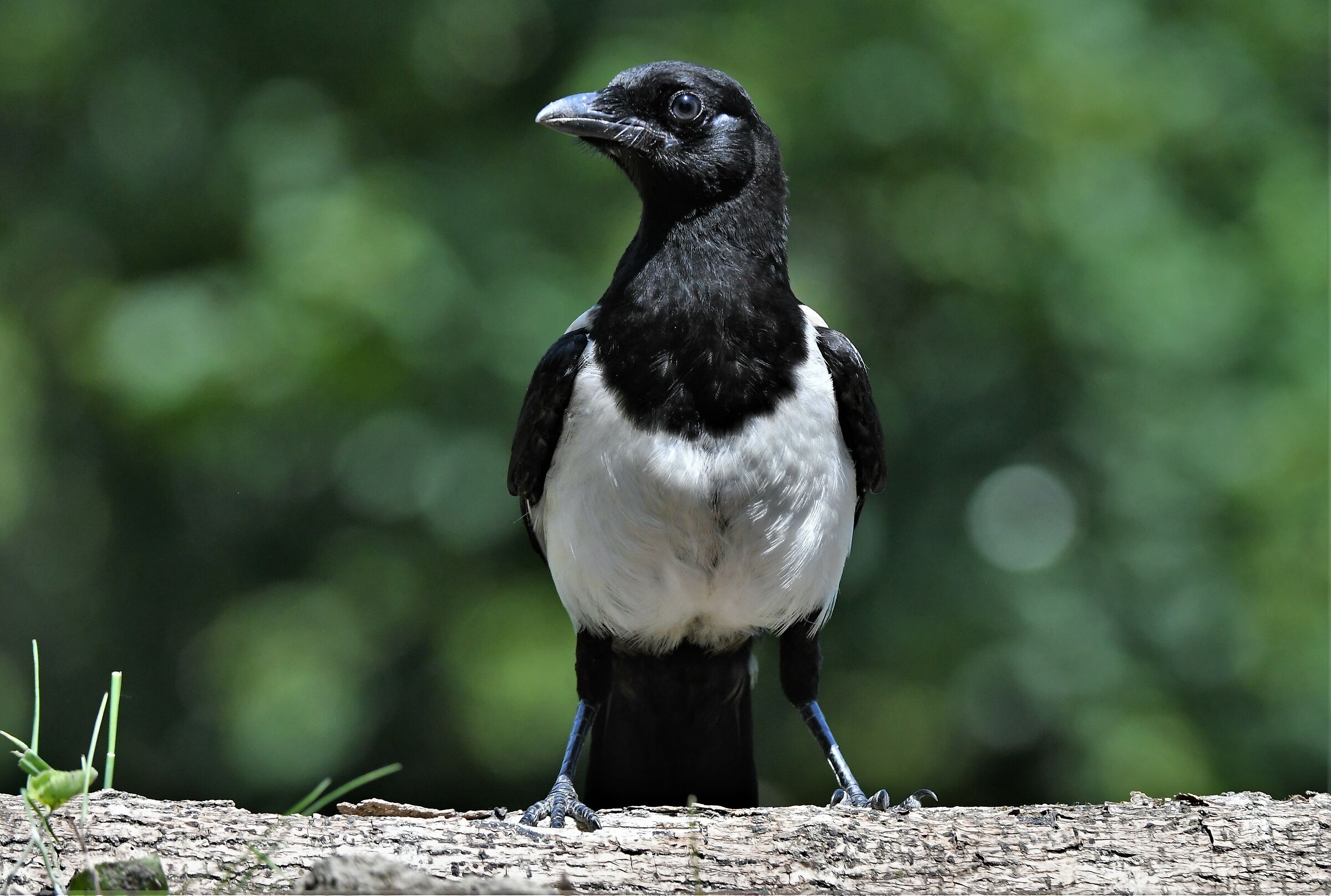 Magpie