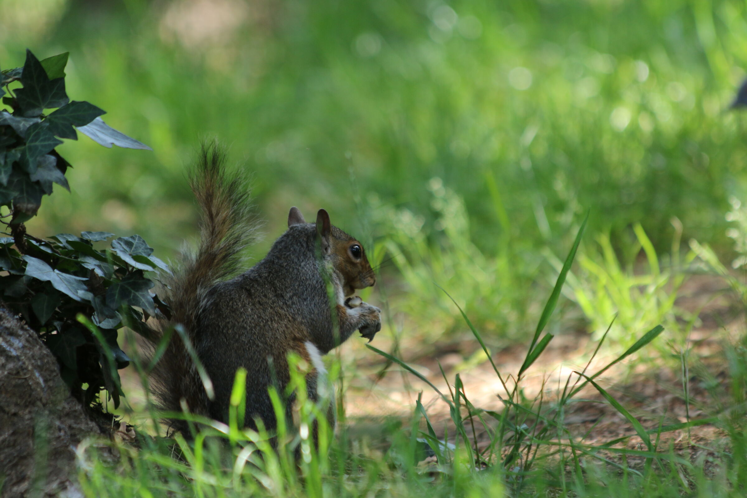 Squirrel of the "Park Castle" (Legnano)