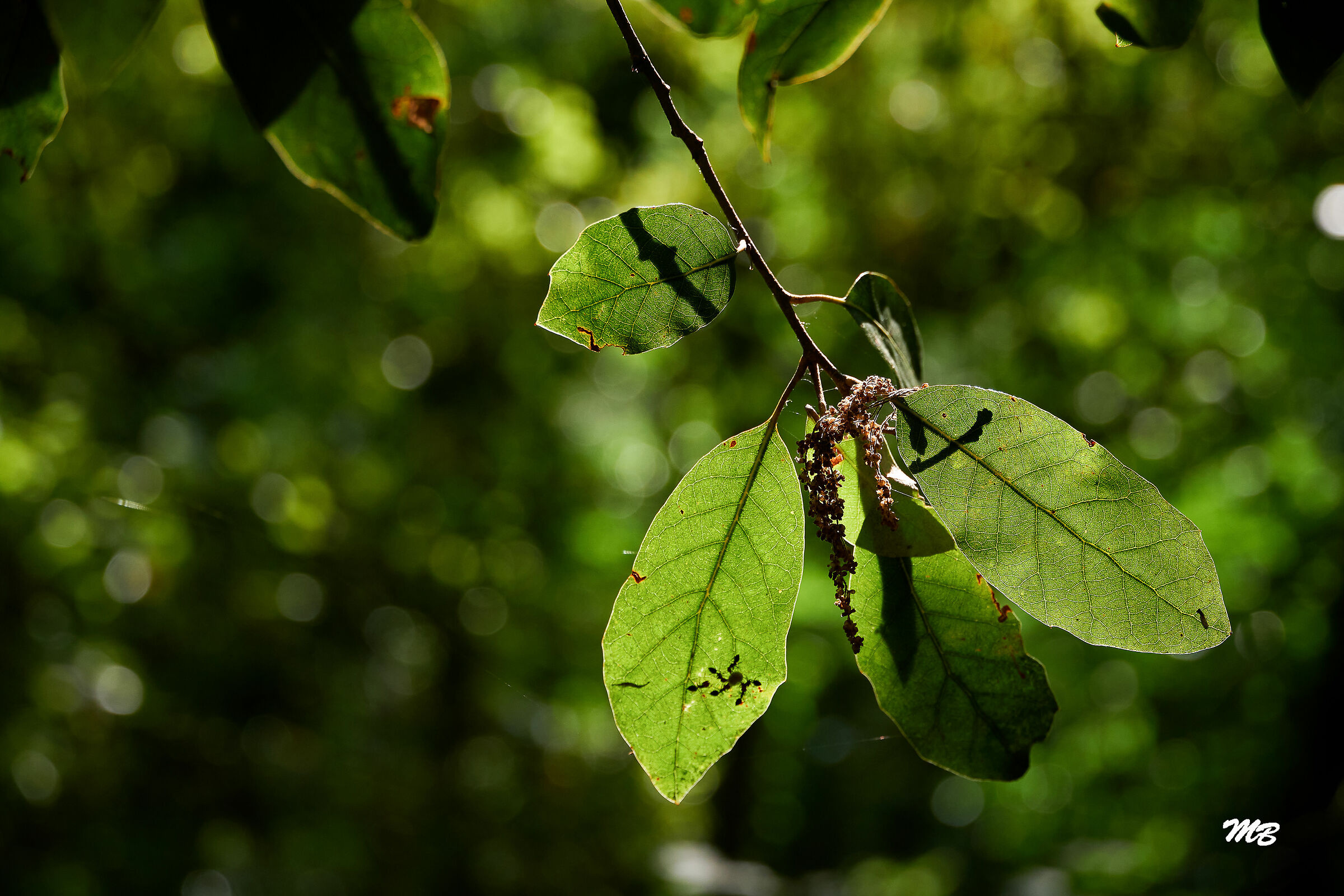 sfumature di verde