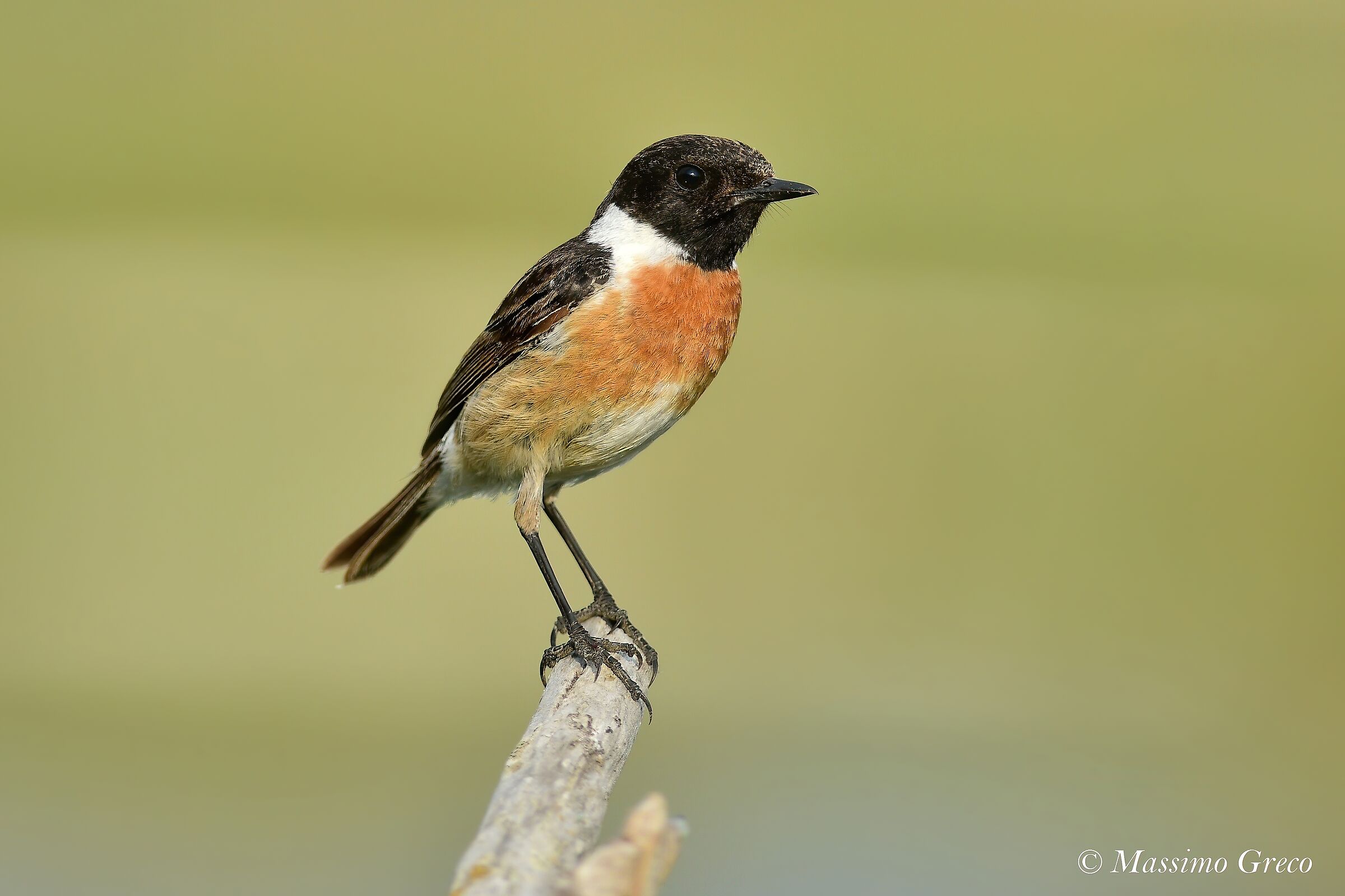 Jumpimpalo (Saxicola torquatus)