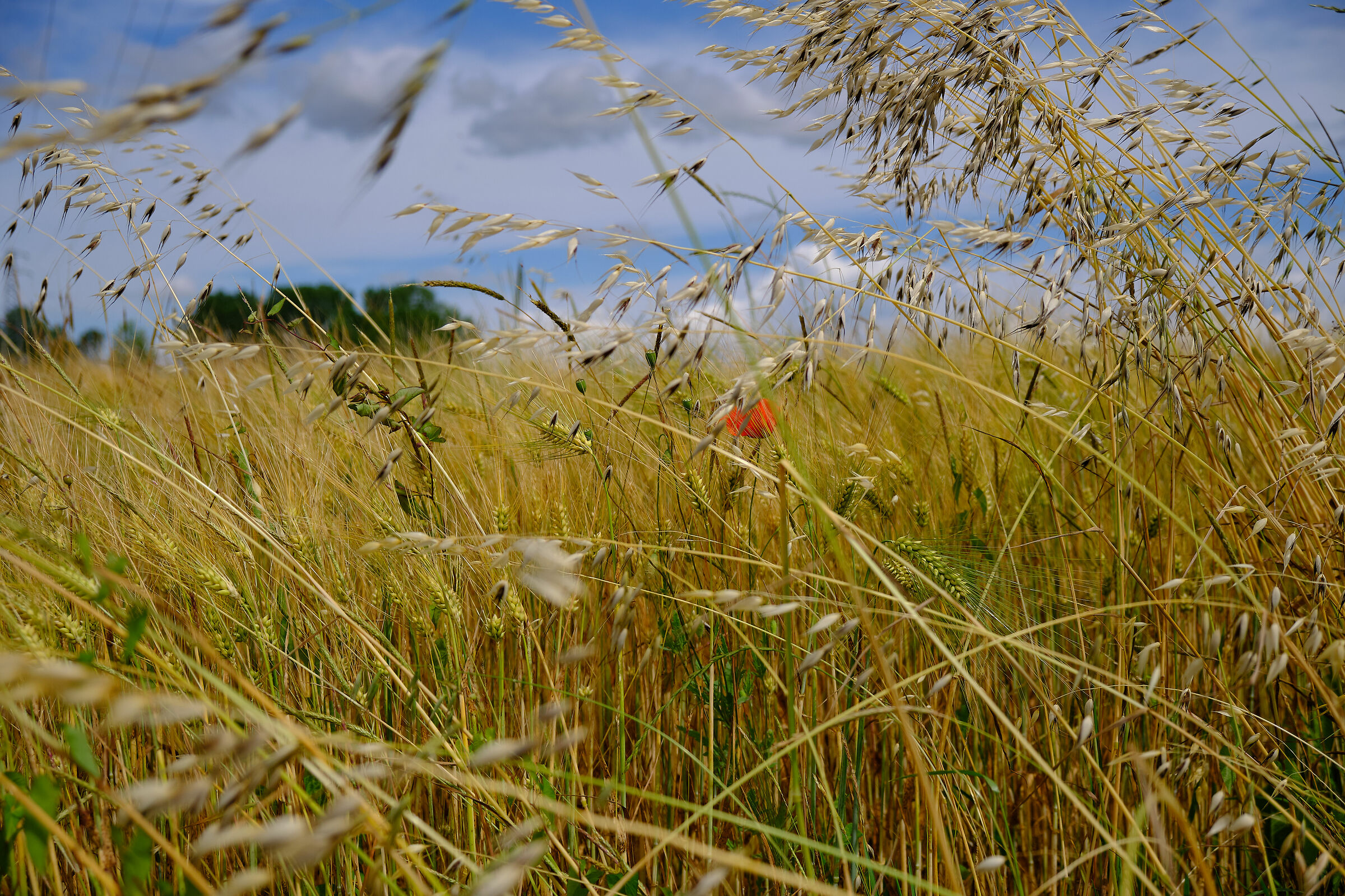 It combs the wind
