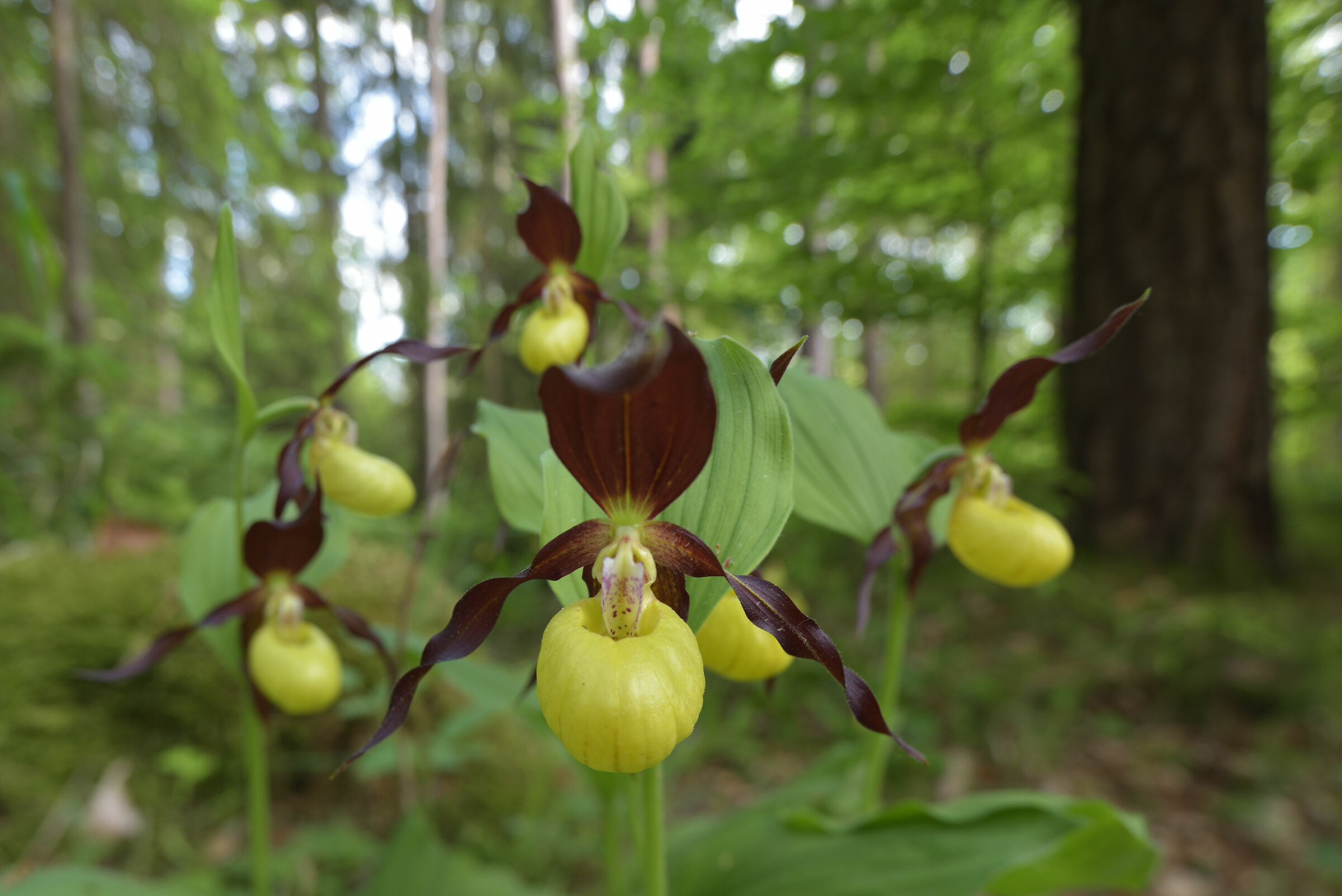 Cypripedium calceolus