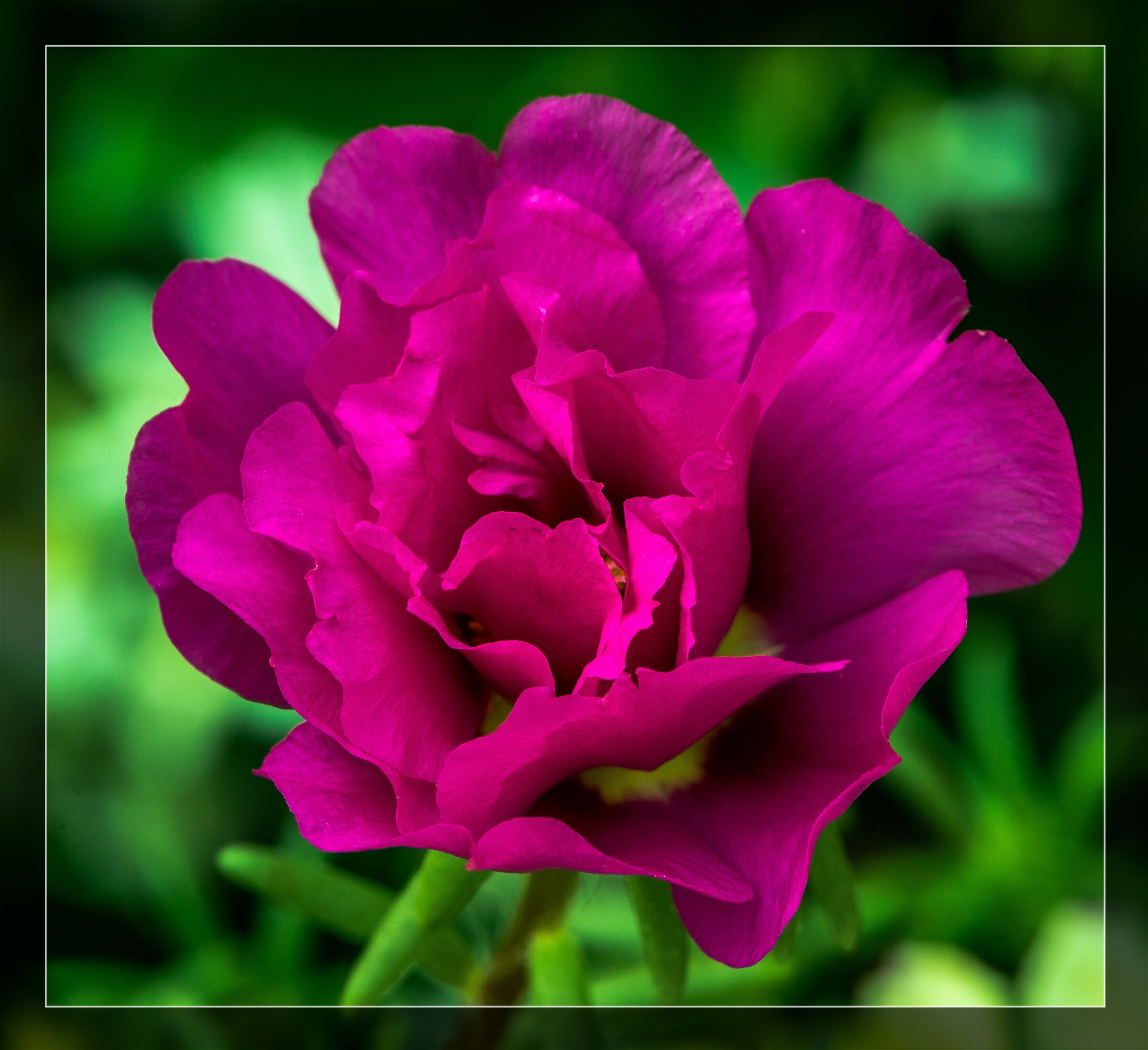 Portulaca, New100