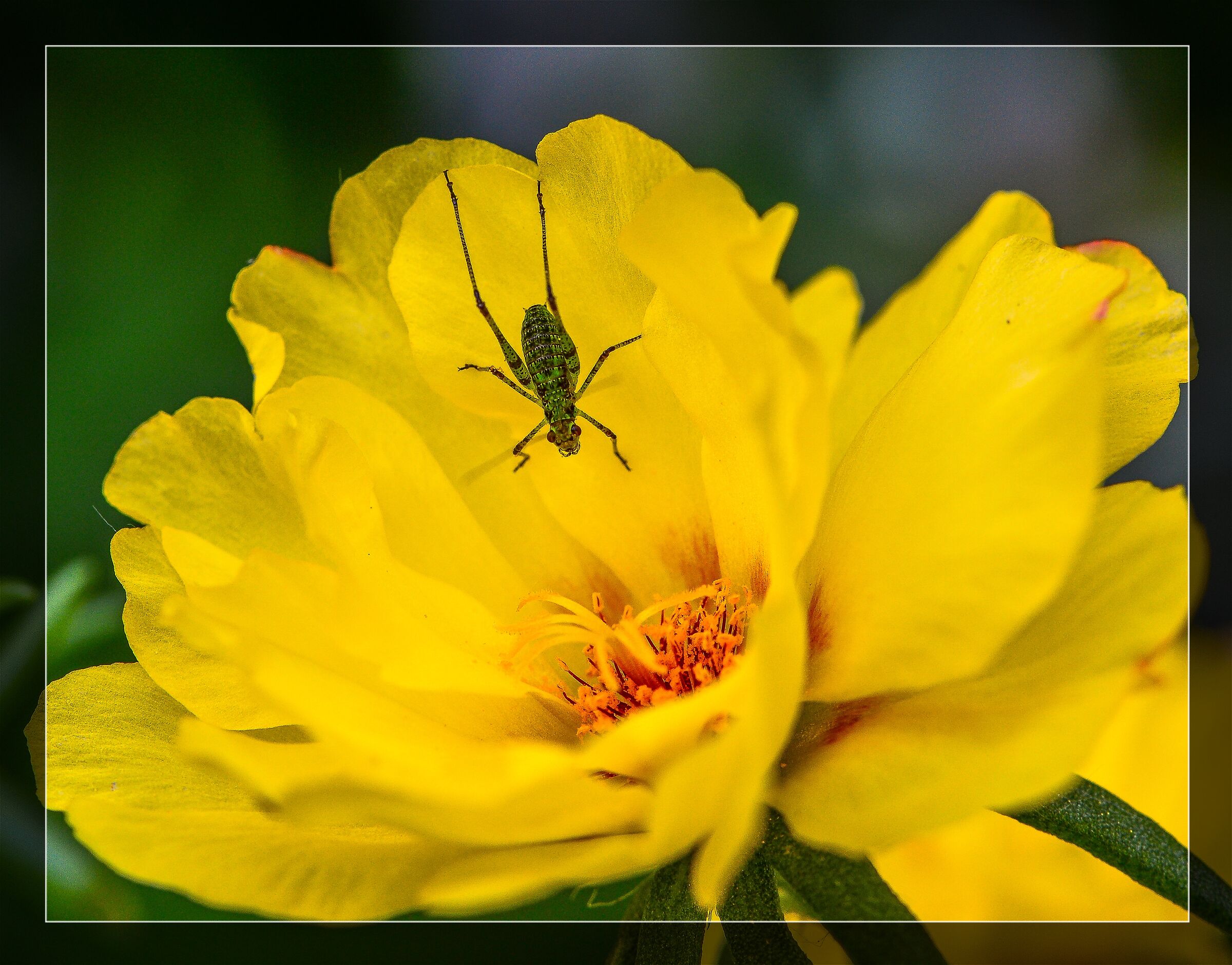 Grasshopper