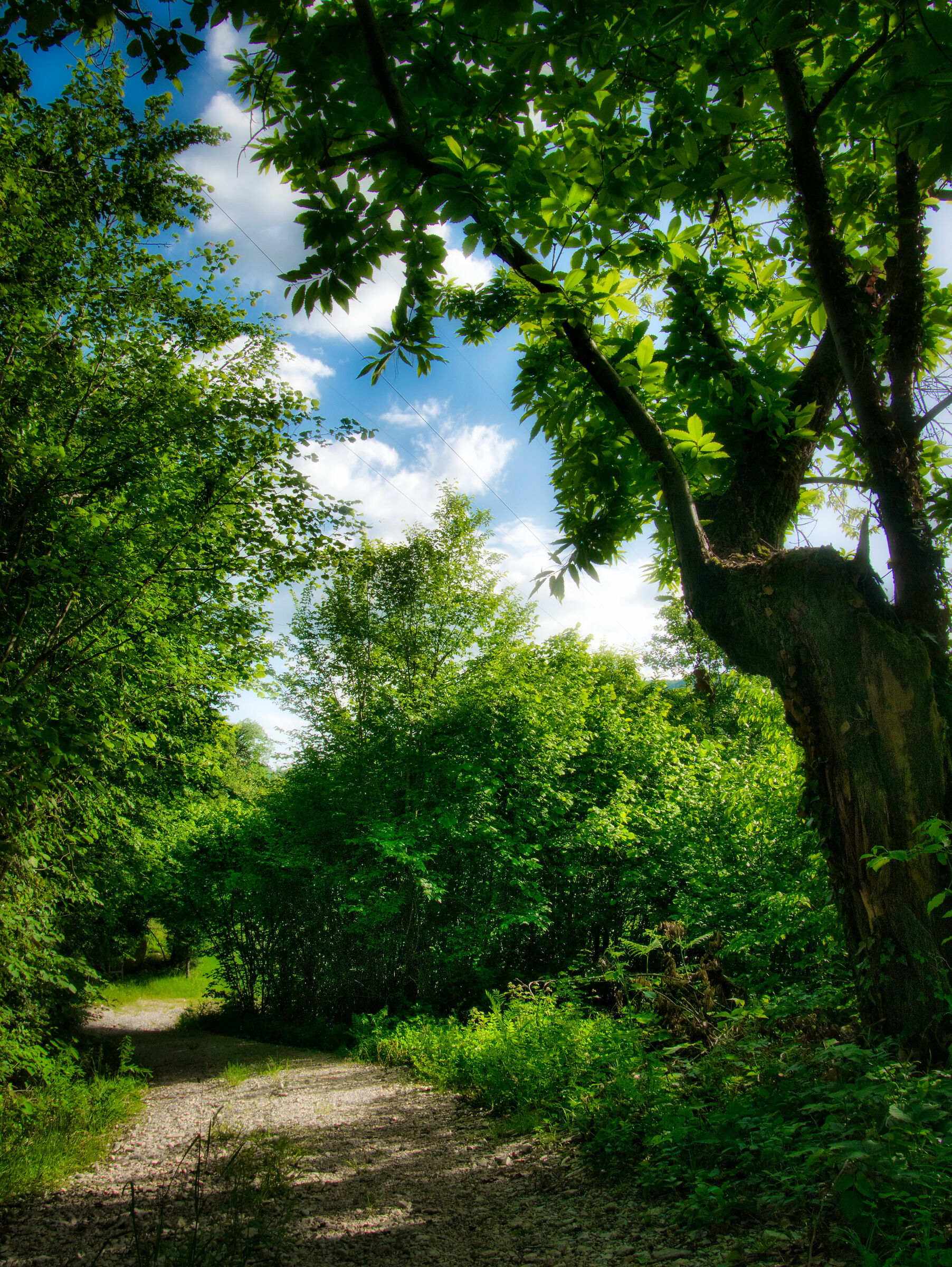 Lumix GX 800 Panasonic 12-35 3.5/5.6 12mm 1/320 f11