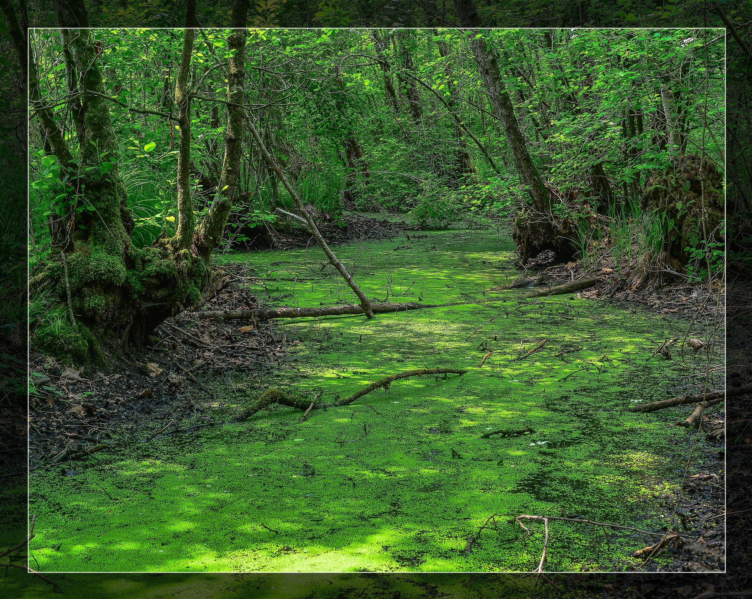 The Green River
