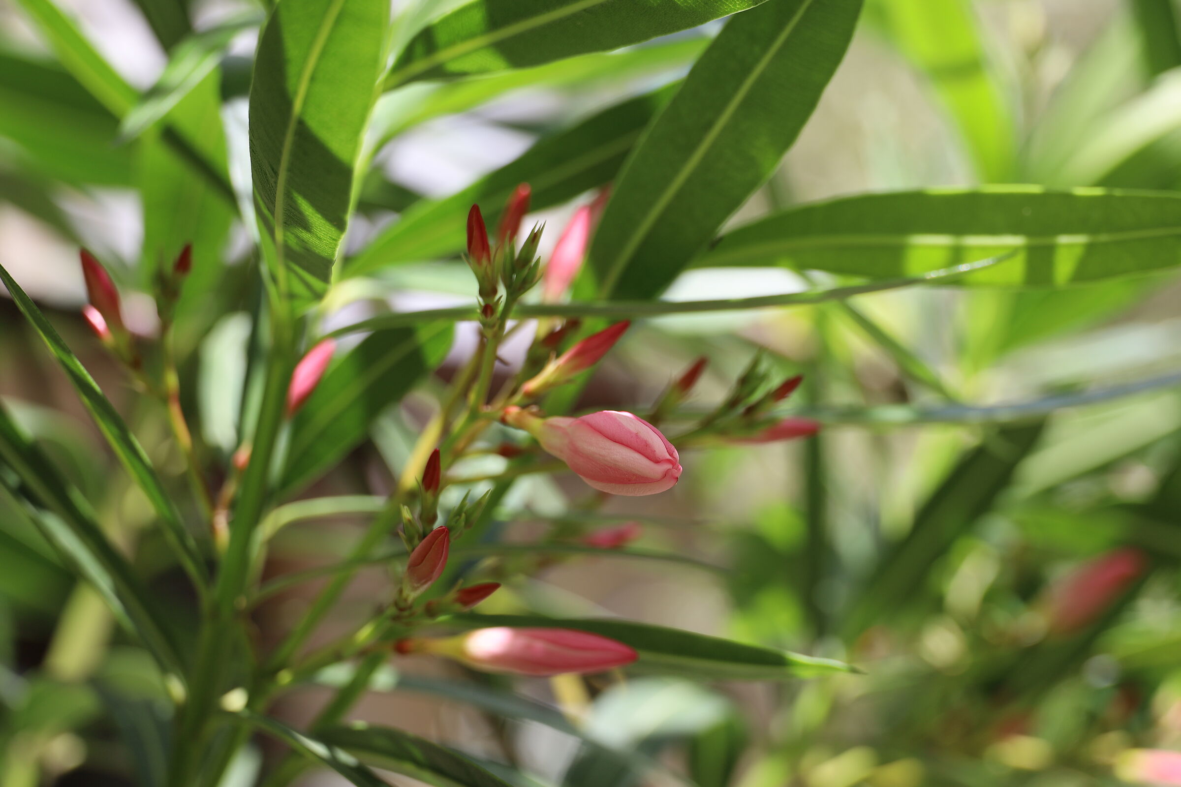 Oleander