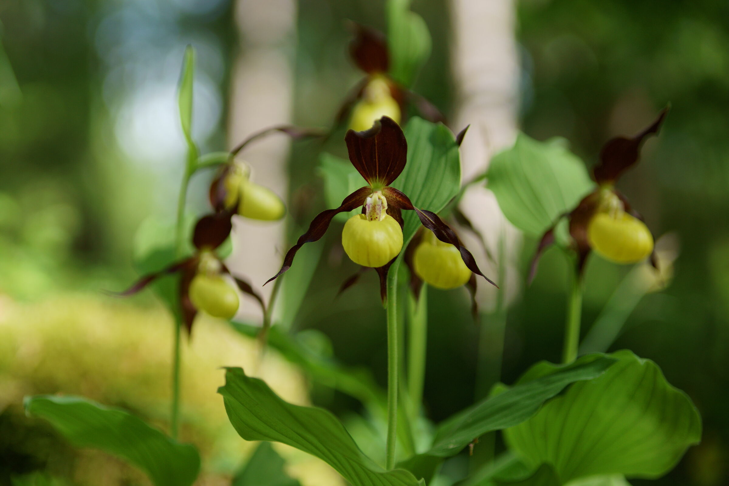 Cypripedium calceolus