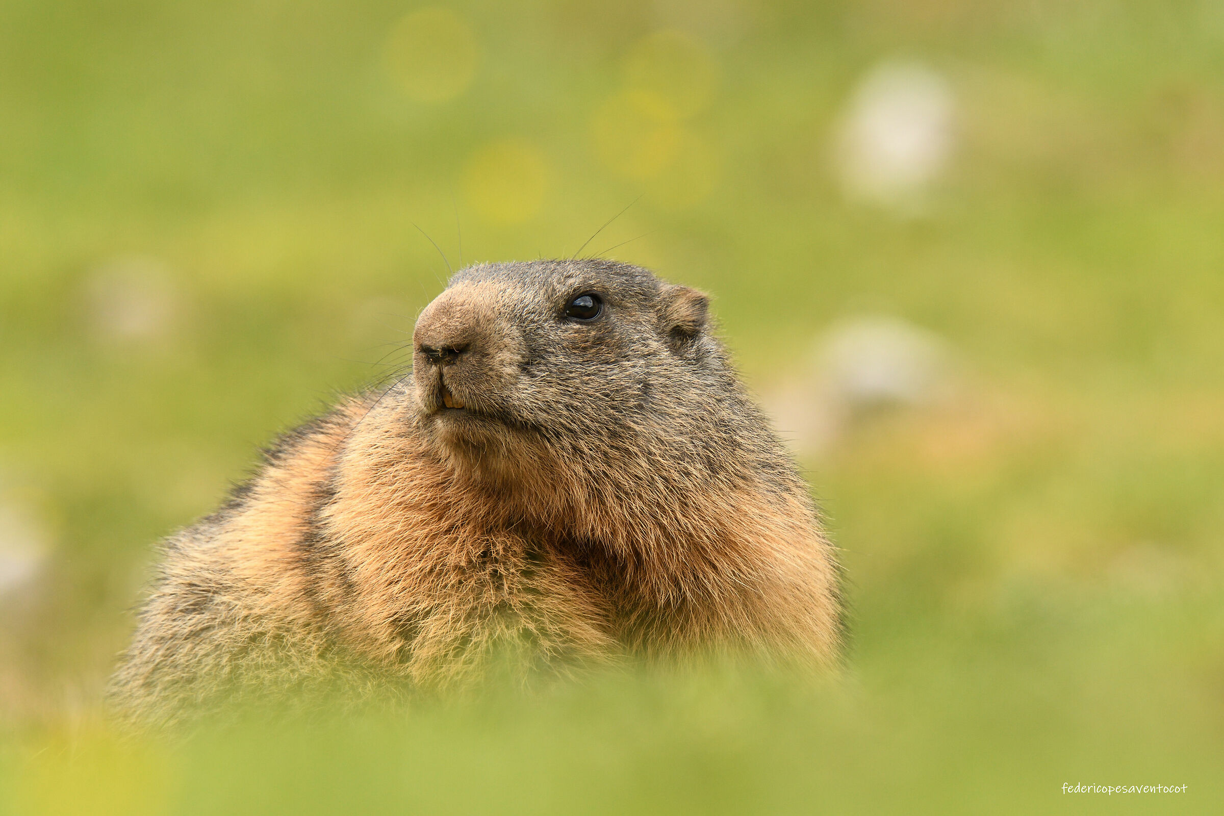 Marmotta alpina