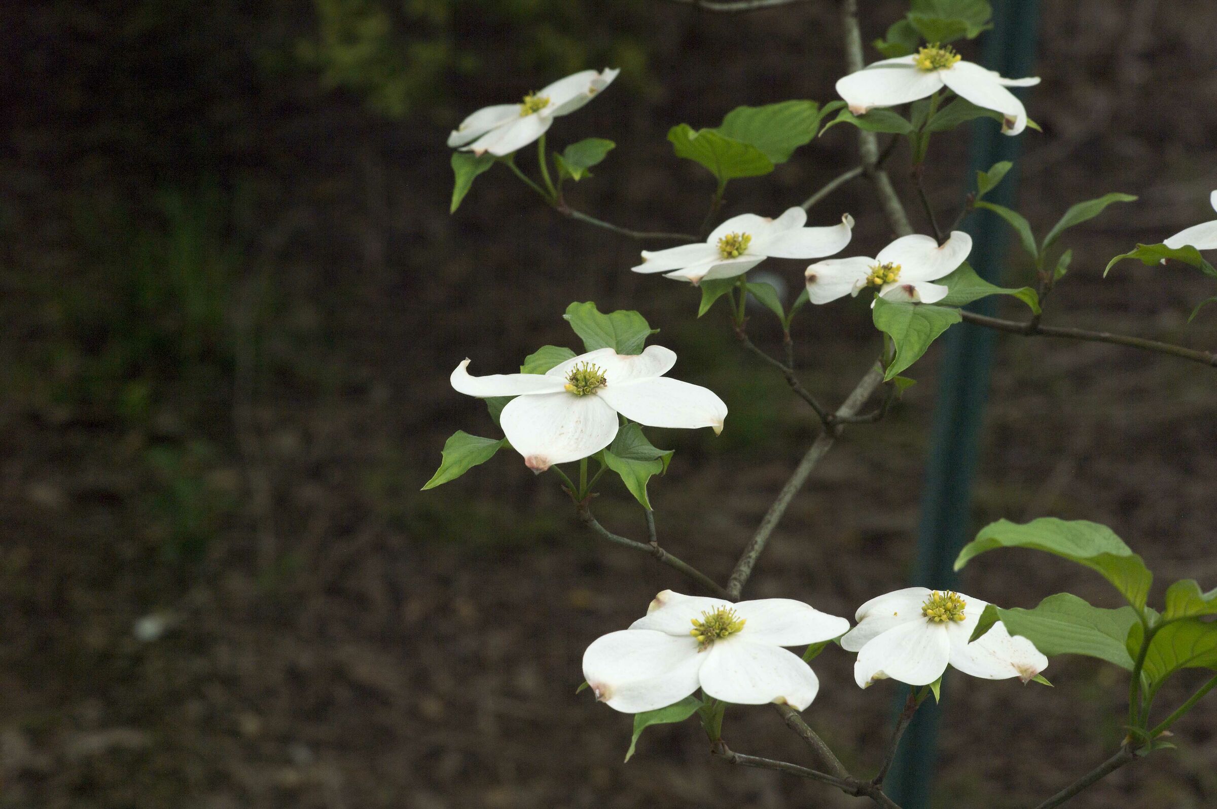 Dogwood Tree