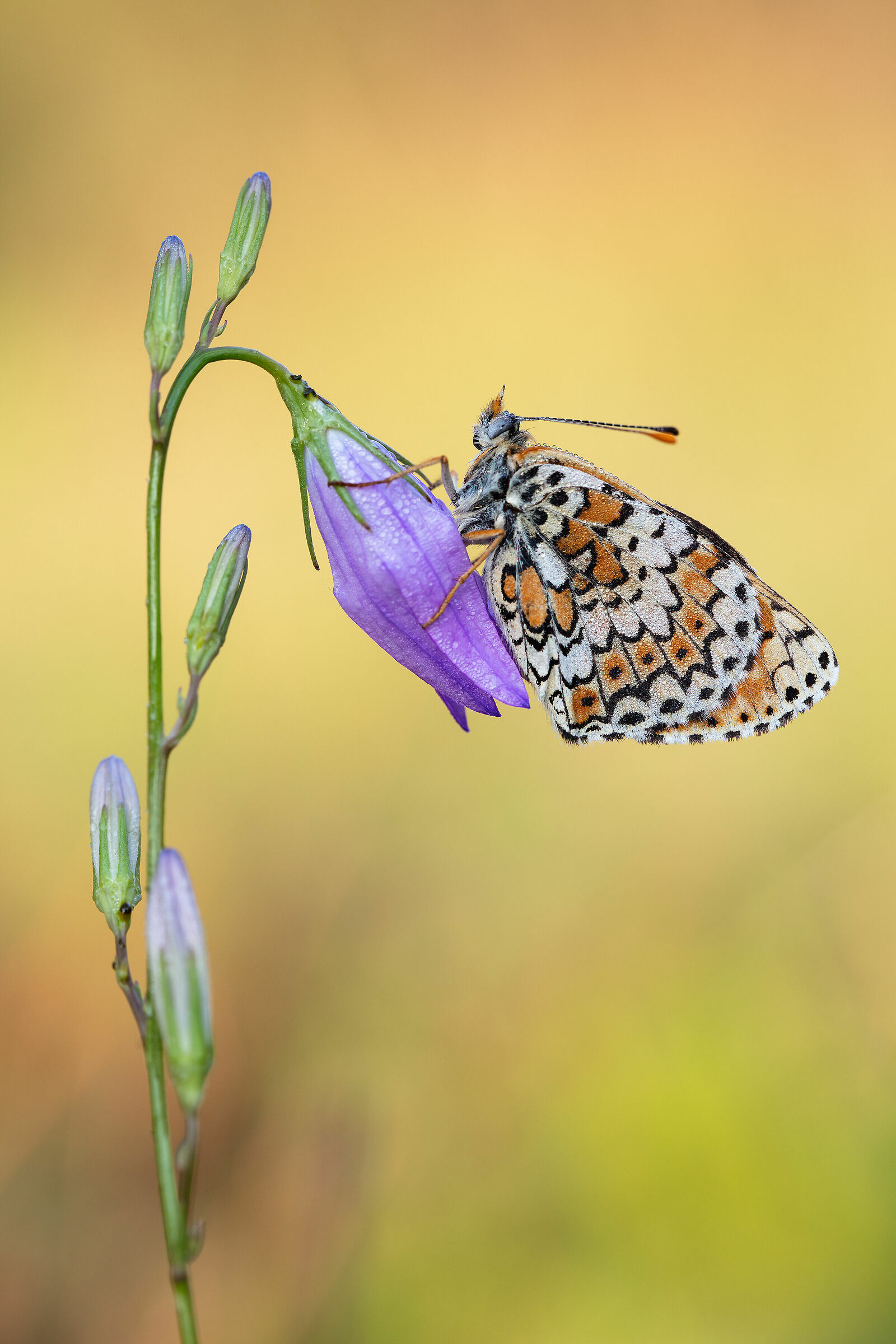 Melitaea cinxia
