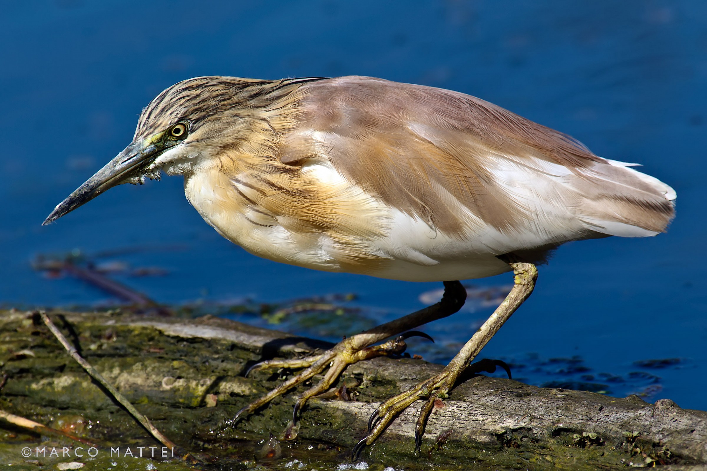 Sgarza ciuffetto (Ardeola ralloides)