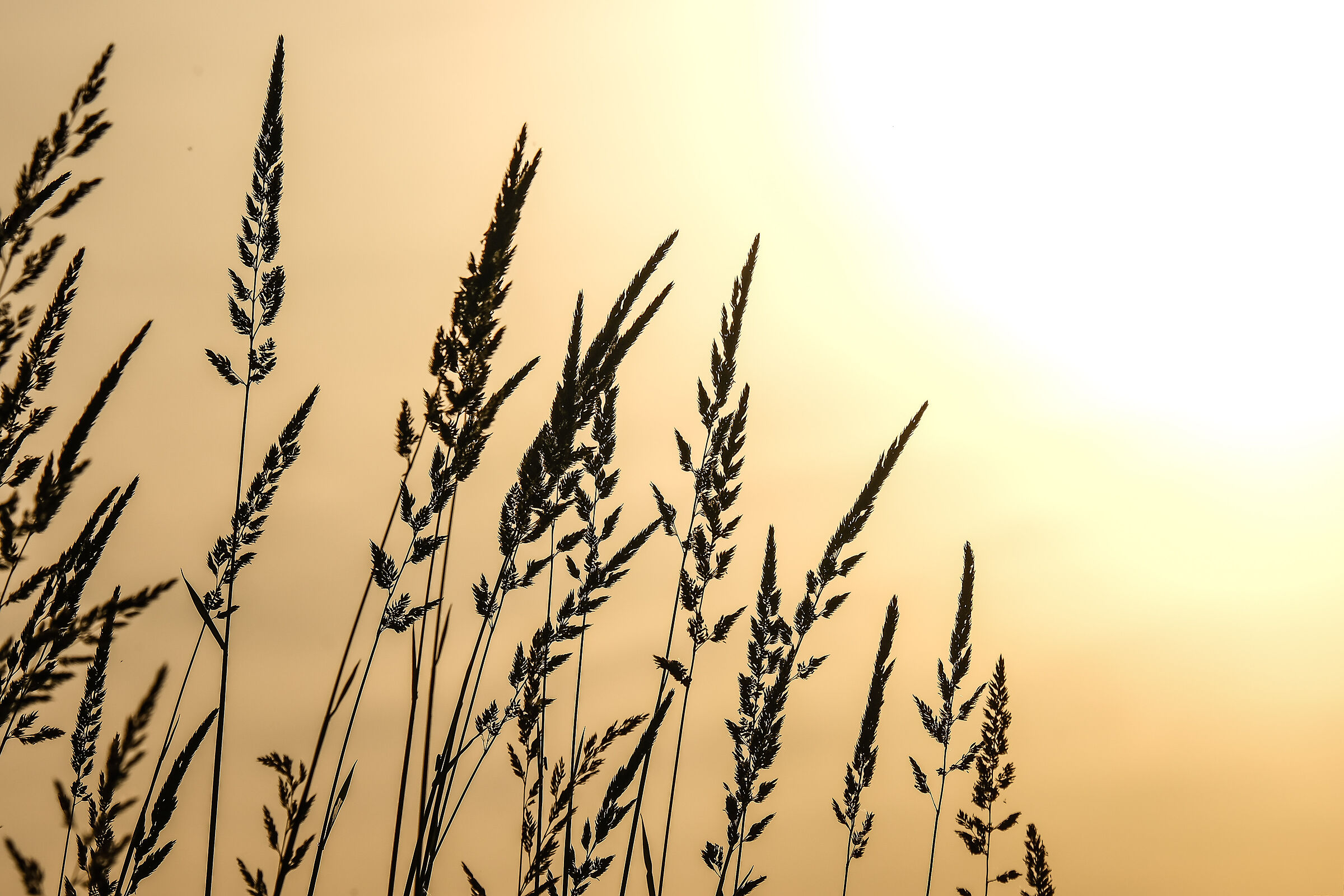 Sul bordo delle risaie