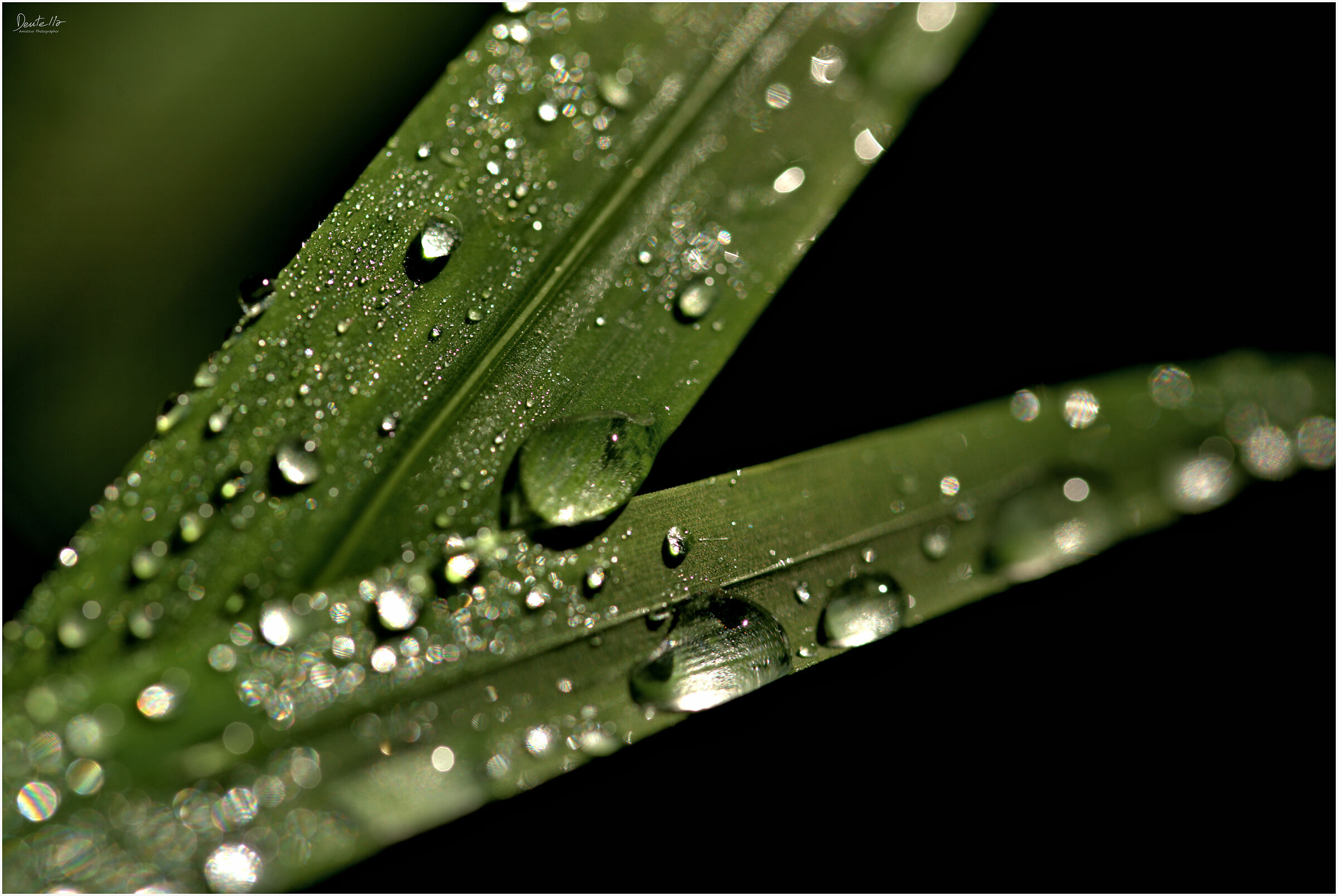 Dew