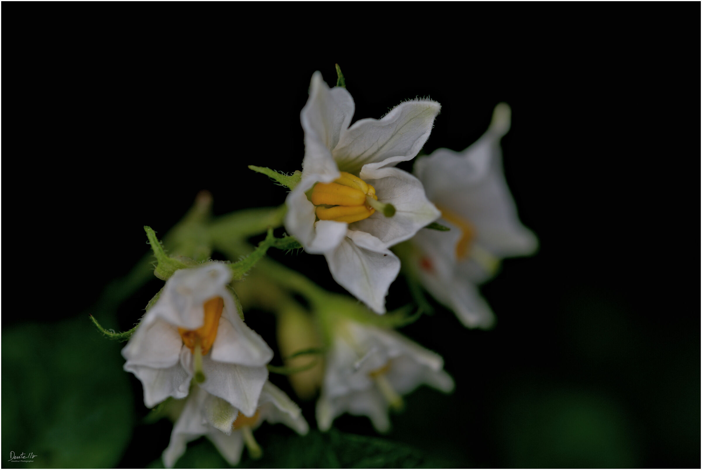 Potato flower